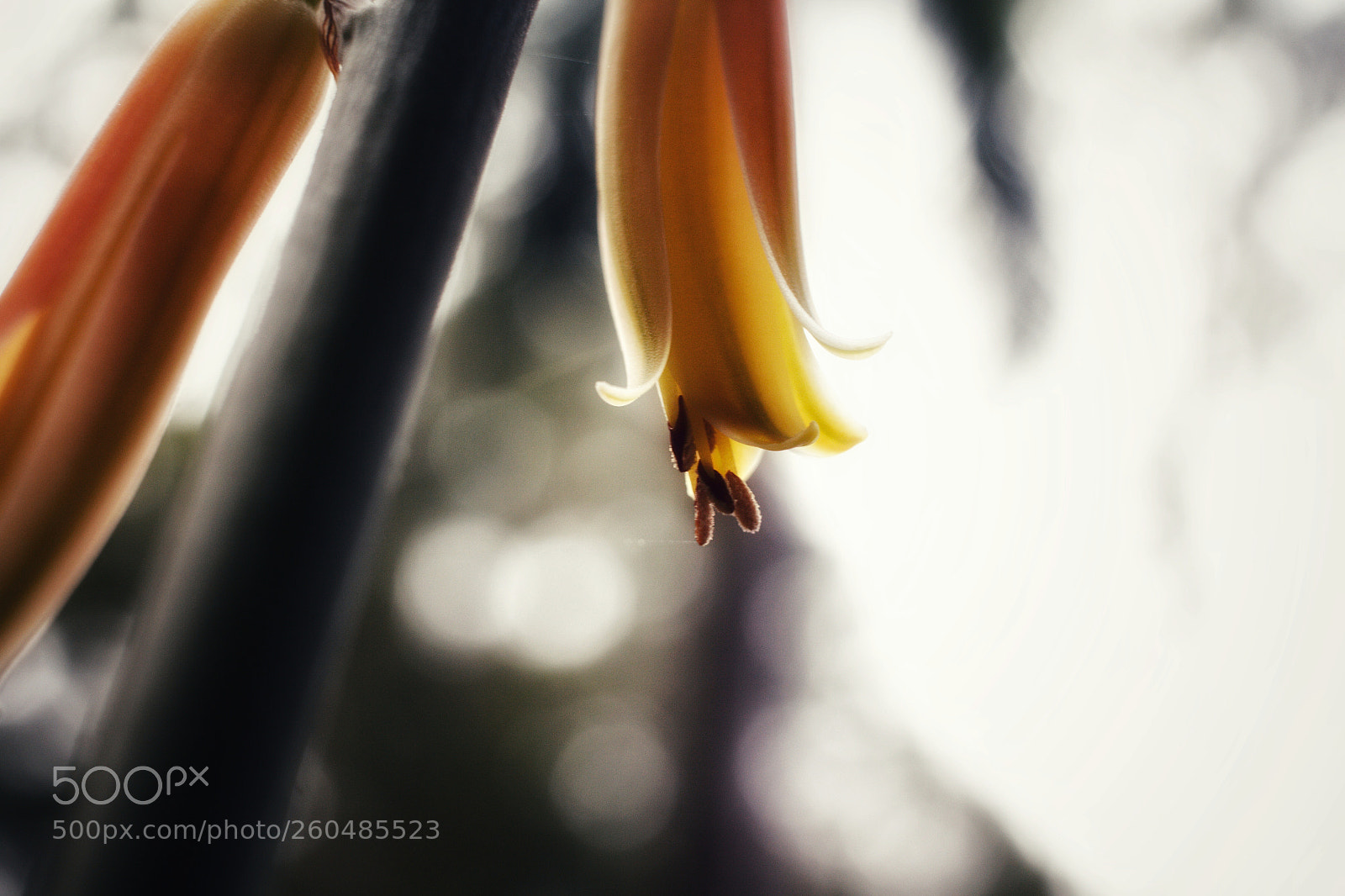 Canon EOS 700D (EOS Rebel T5i / EOS Kiss X7i) sample photo. Yellow blooms photography