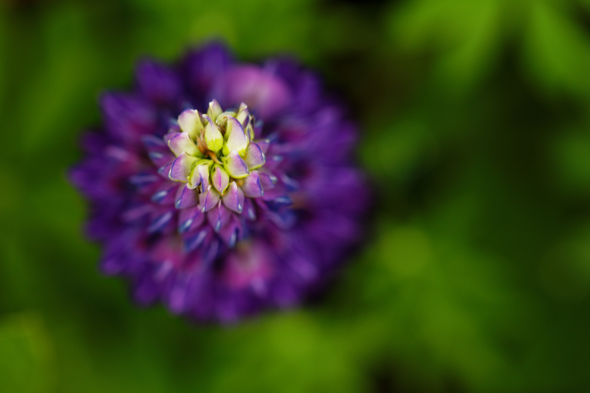 Canon EF 100mm F2.8L Macro IS USM sample photo. A bit of color photography