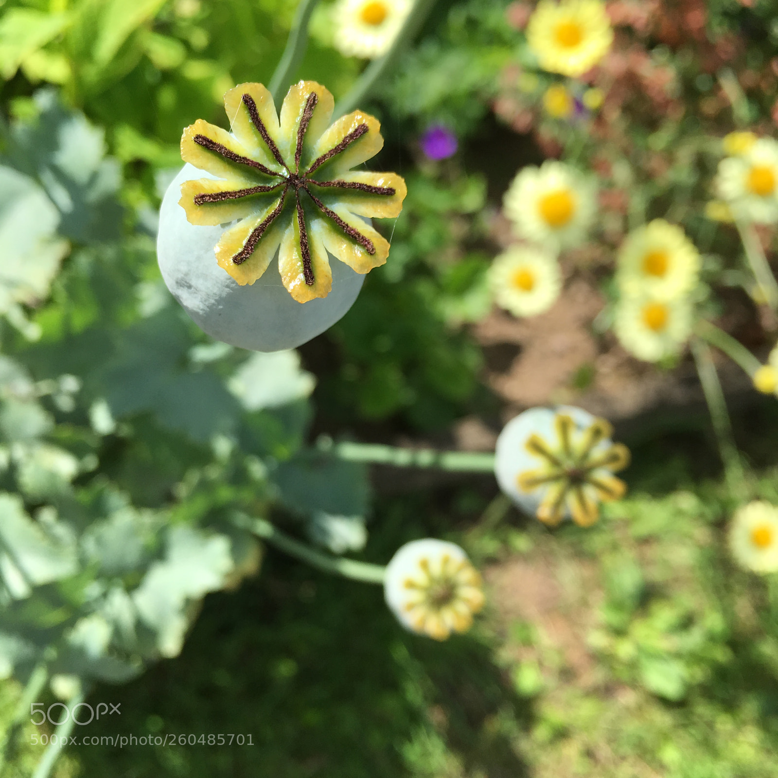 Apple iPhone SE sample photo. Img photography