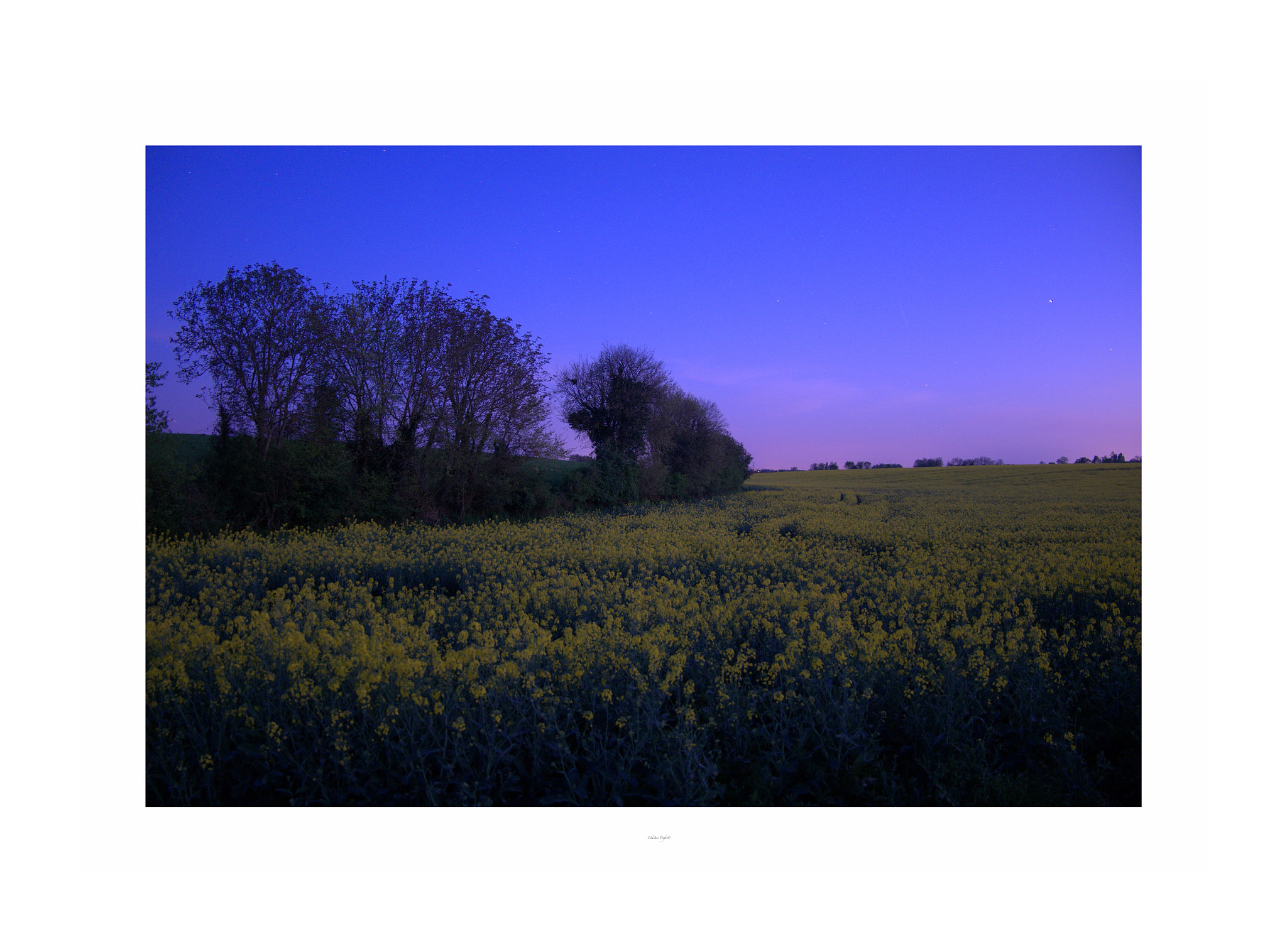 Fujifilm X-M1 sample photo. Blue night and violet glow on rapeseed photography