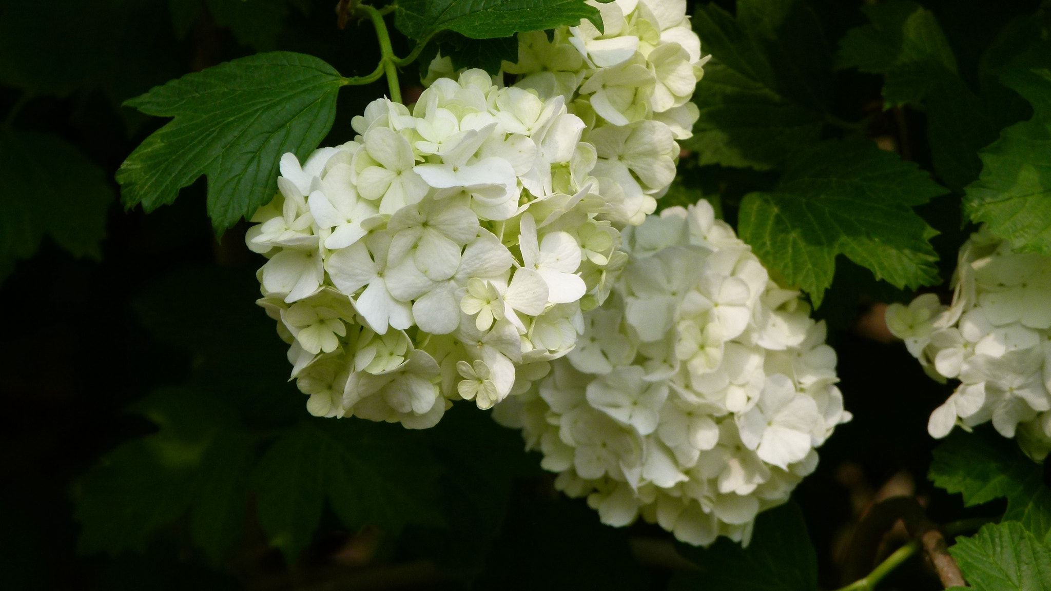 Leica V-Lux 2 sample photo