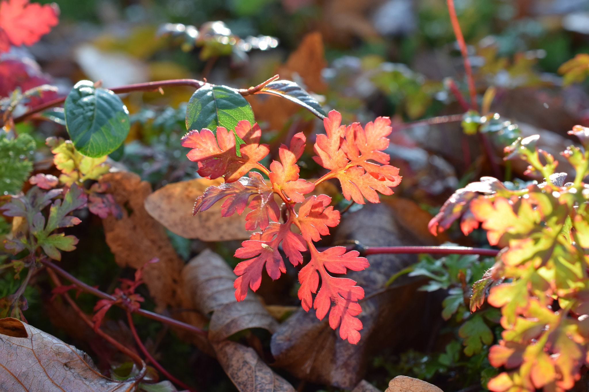 Nikon D5300 + Nikon AF-S DX Micro Nikkor 40mm F2.8 sample photo. Fall colors photography