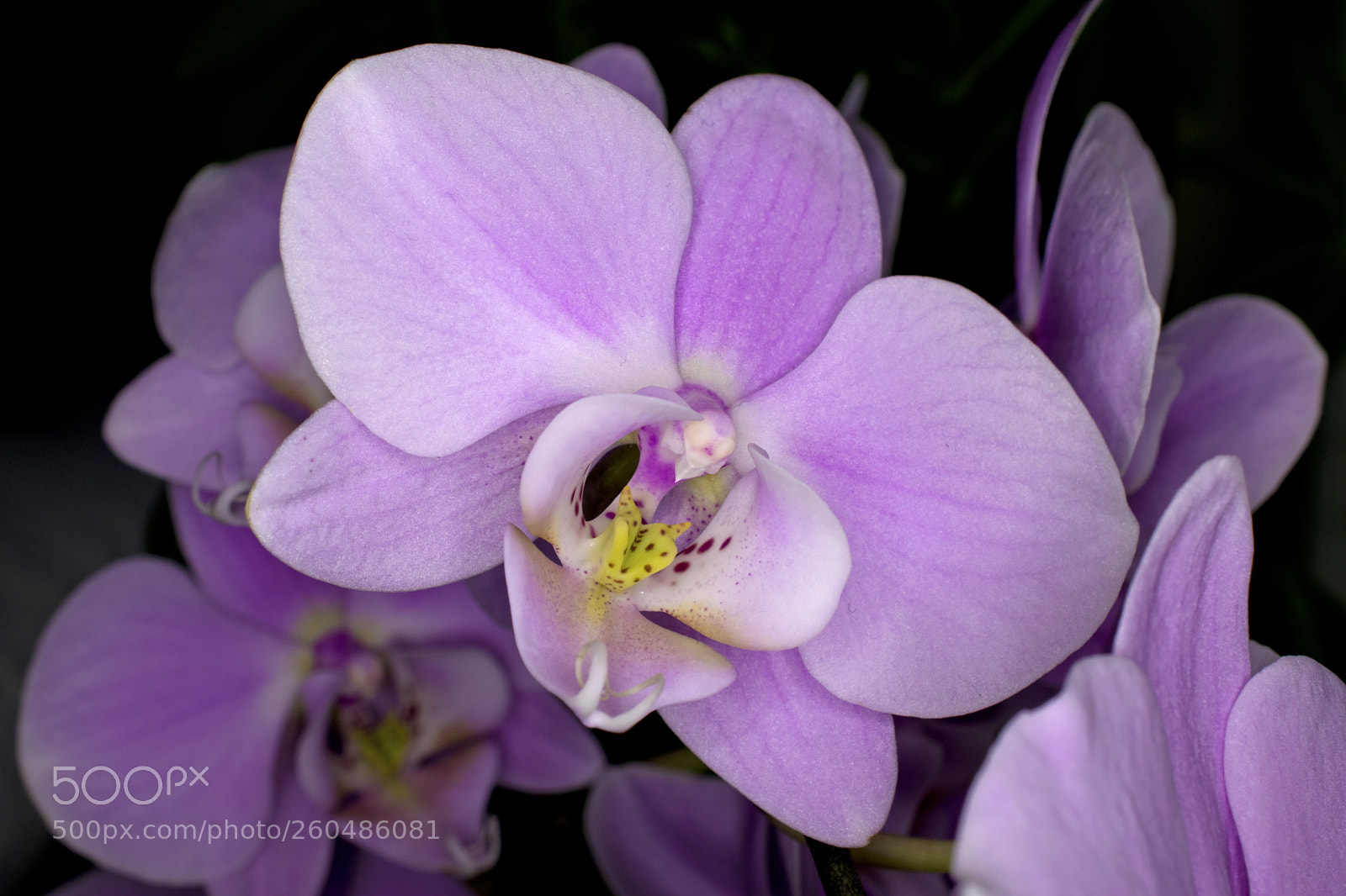 Nikon D5300 sample photo. Purple orchid photography