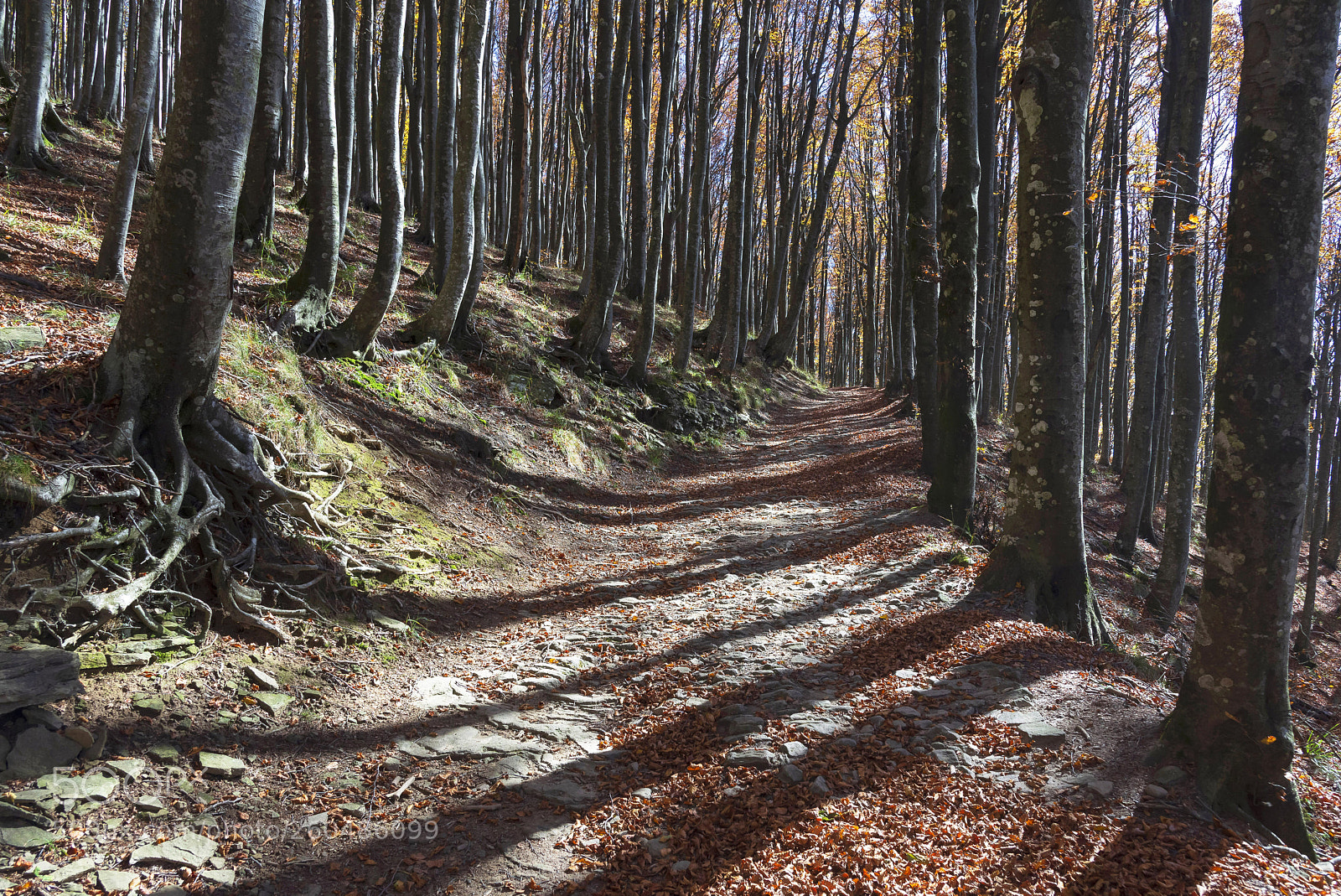 Nikon D600 sample photo. Lines photography