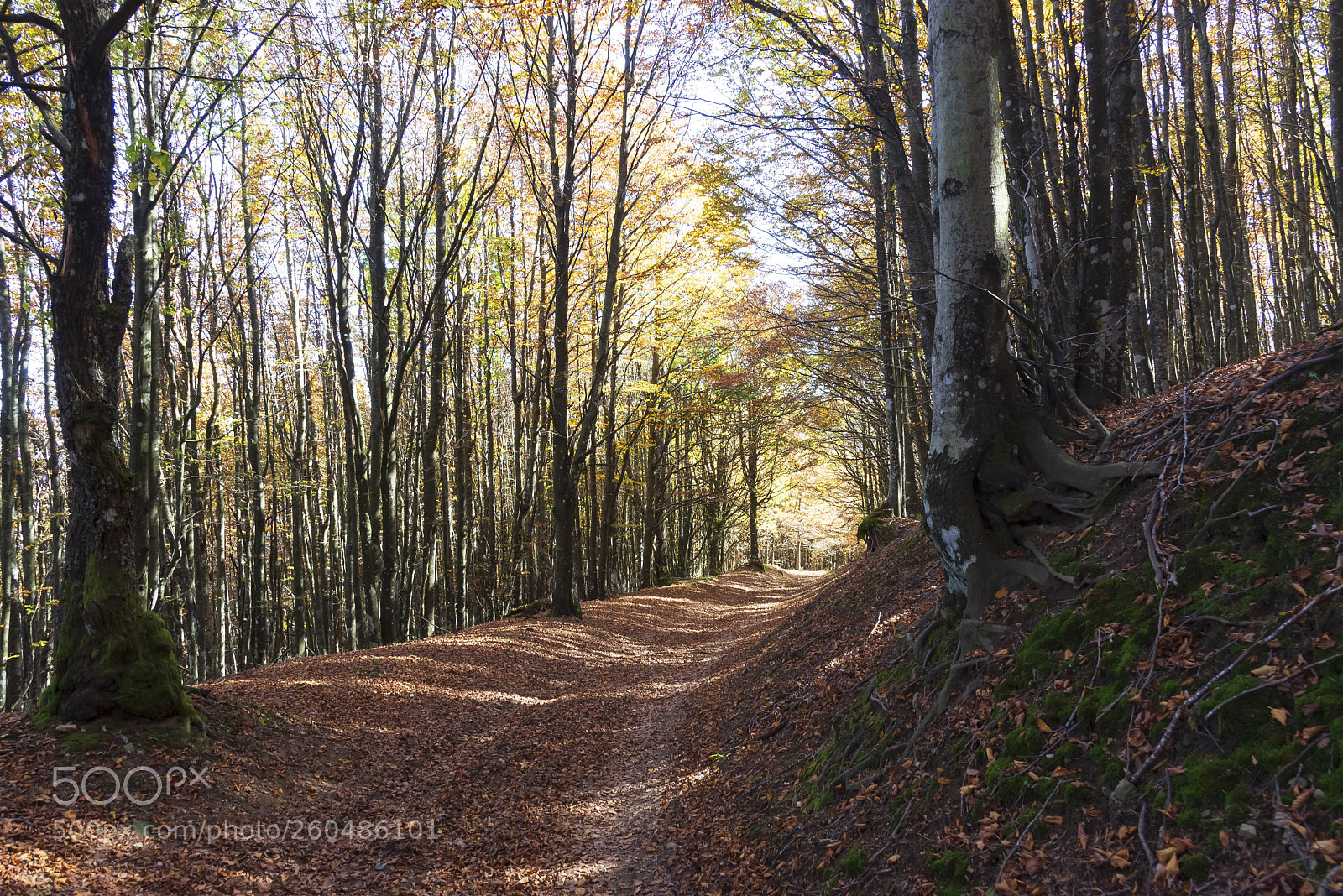 Nikon D600 sample photo. Carpet of leaves photography