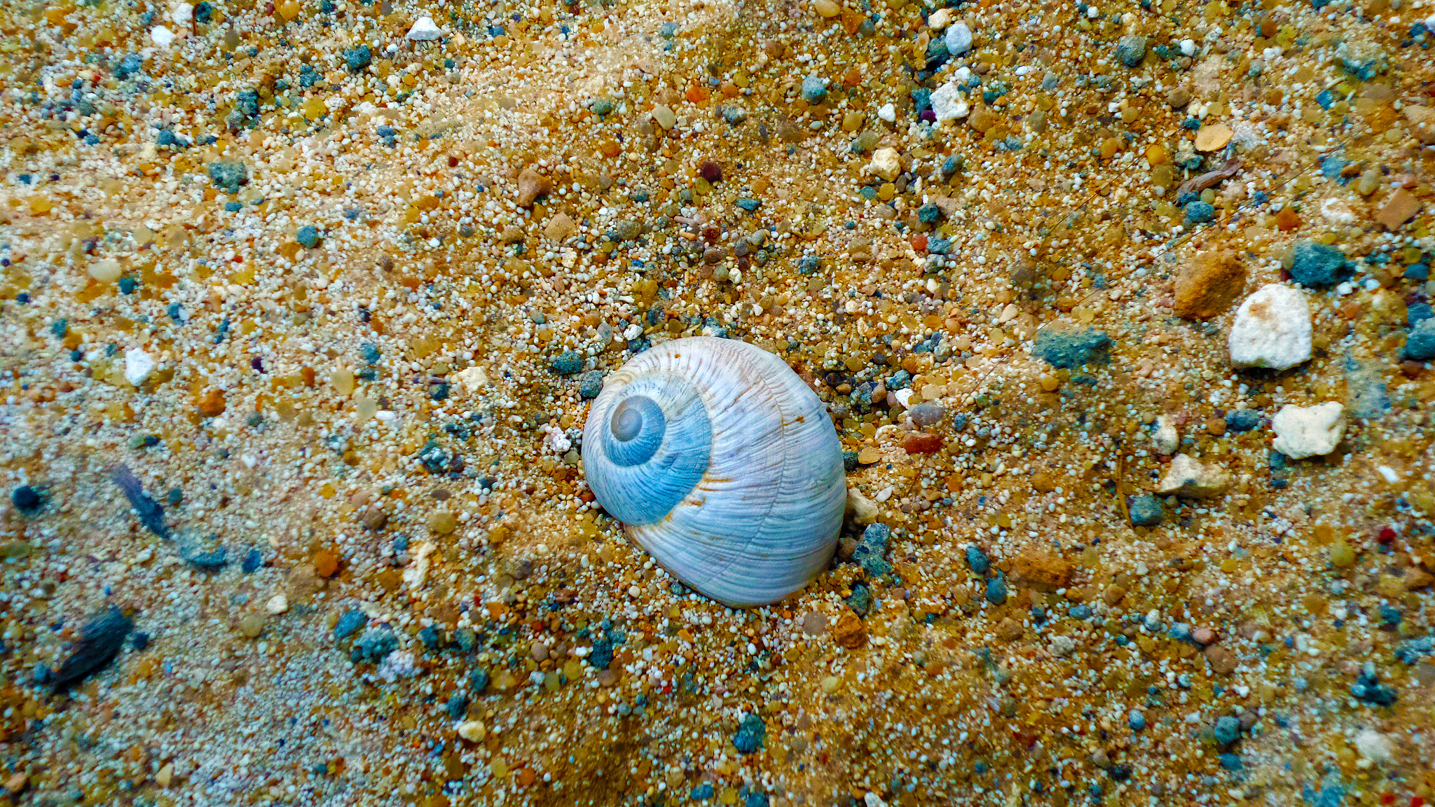 Samsung Galaxy K Zoom sample photo. The snail shell photography