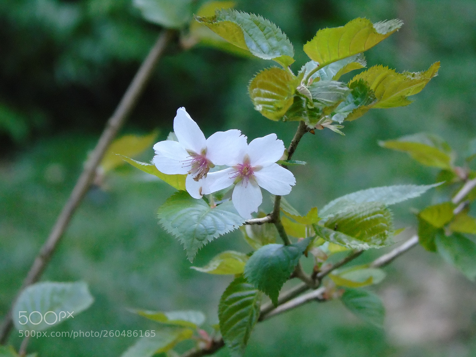 Sony Cyber-shot DSC-H400 sample photo. White flowers in the photography