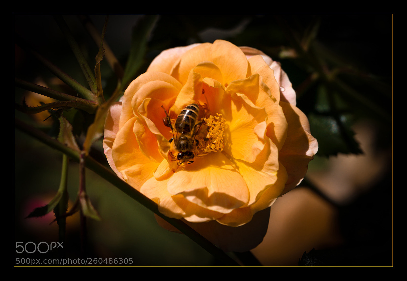 Canon EOS 7D sample photo. Besuch auf unserem rosenb photography