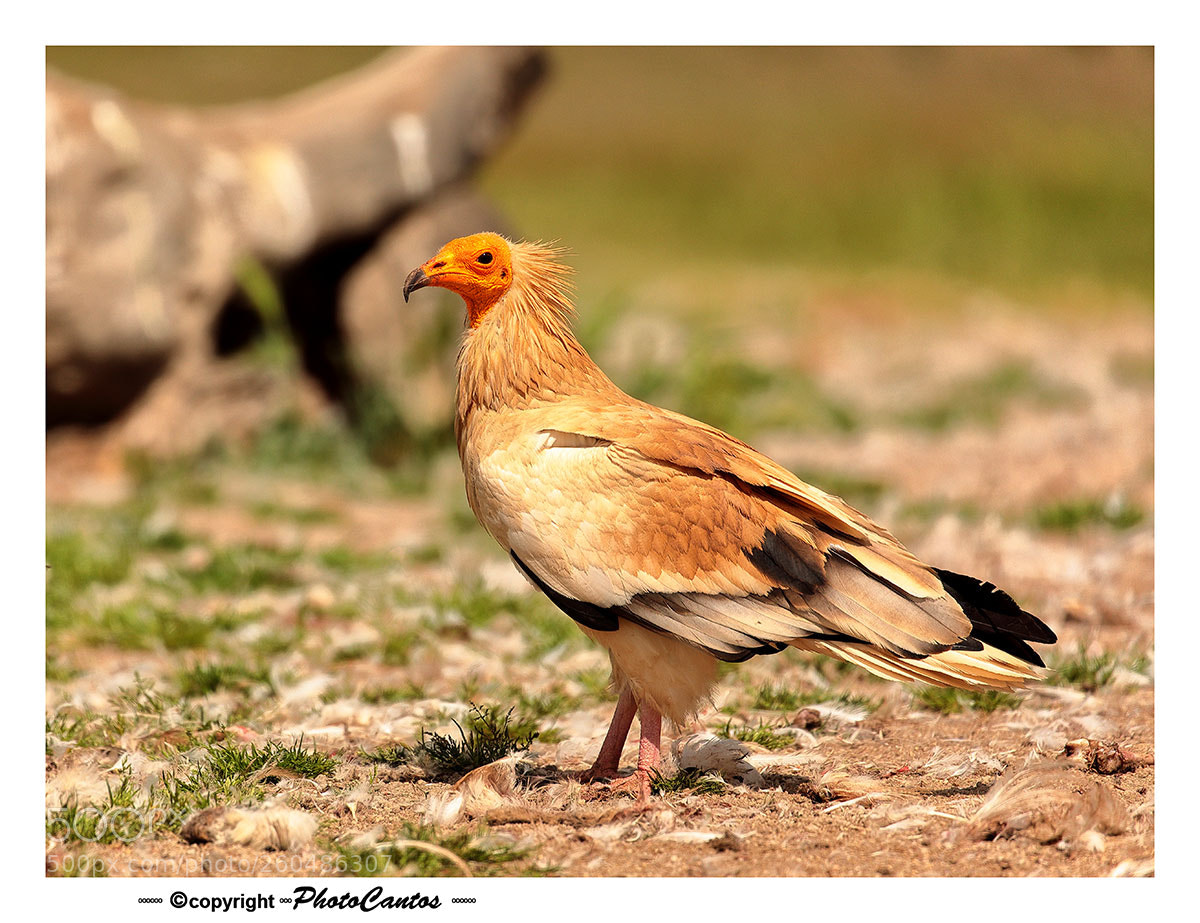 Canon EOS 5D Mark IV sample photo. Alimoche photography