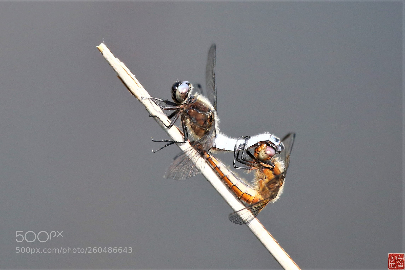 Canon EOS 6D sample photo. Orthetrum cancellatum photography