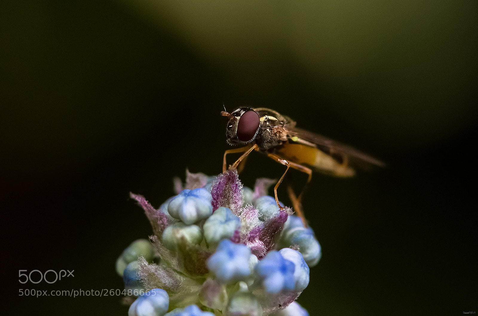 Nikon D850 sample photo. Syrphid fly. photography