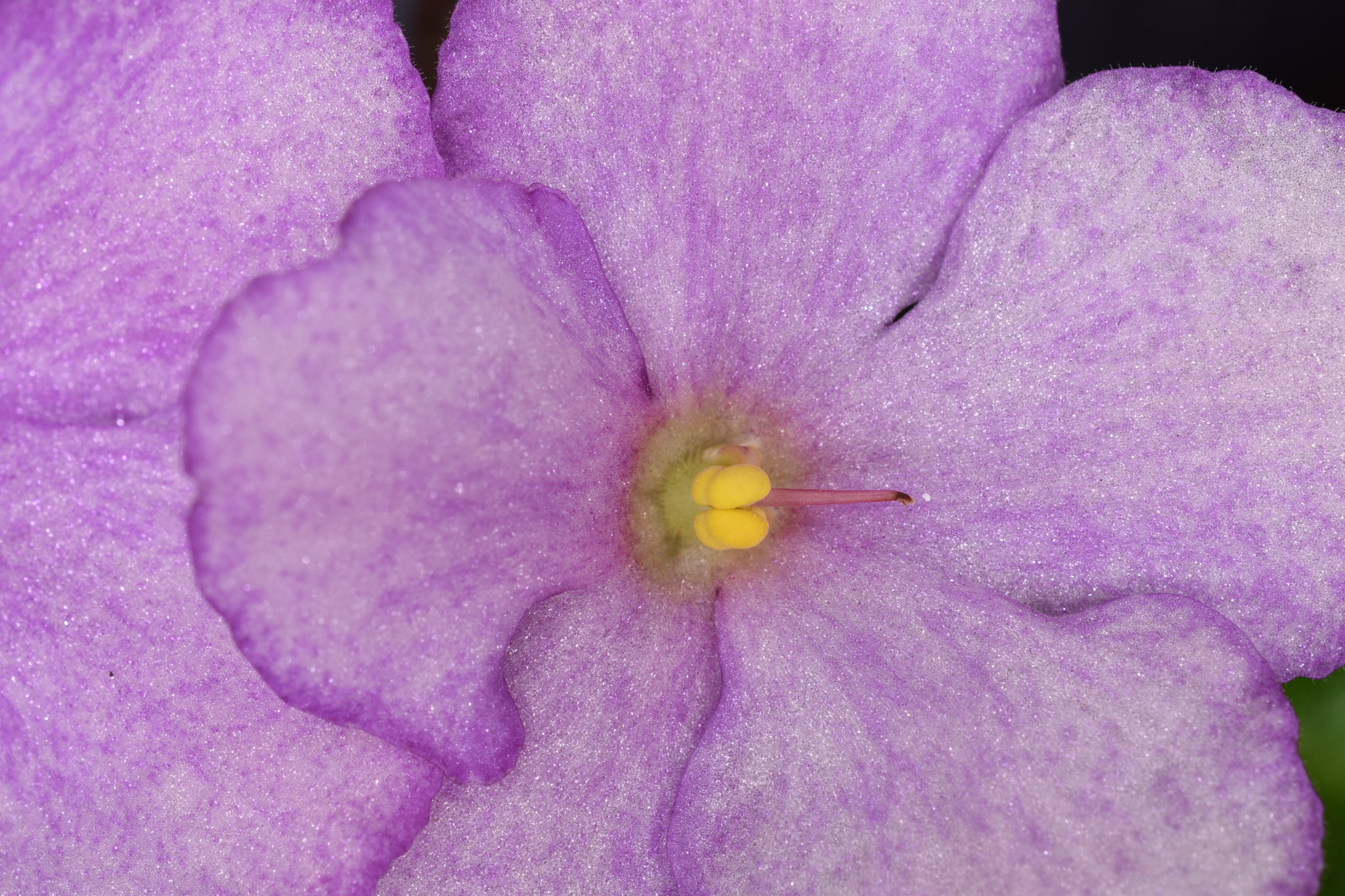 Nikon D5300 + Nikon AF-S DX Micro Nikkor 40mm F2.8 sample photo. African violet close-up photography