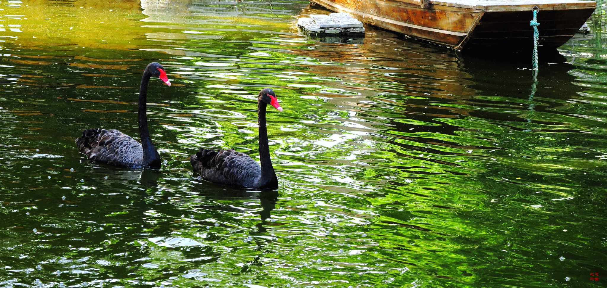 Canon PowerShot G1 X Mark II sample photo. Black swan photography