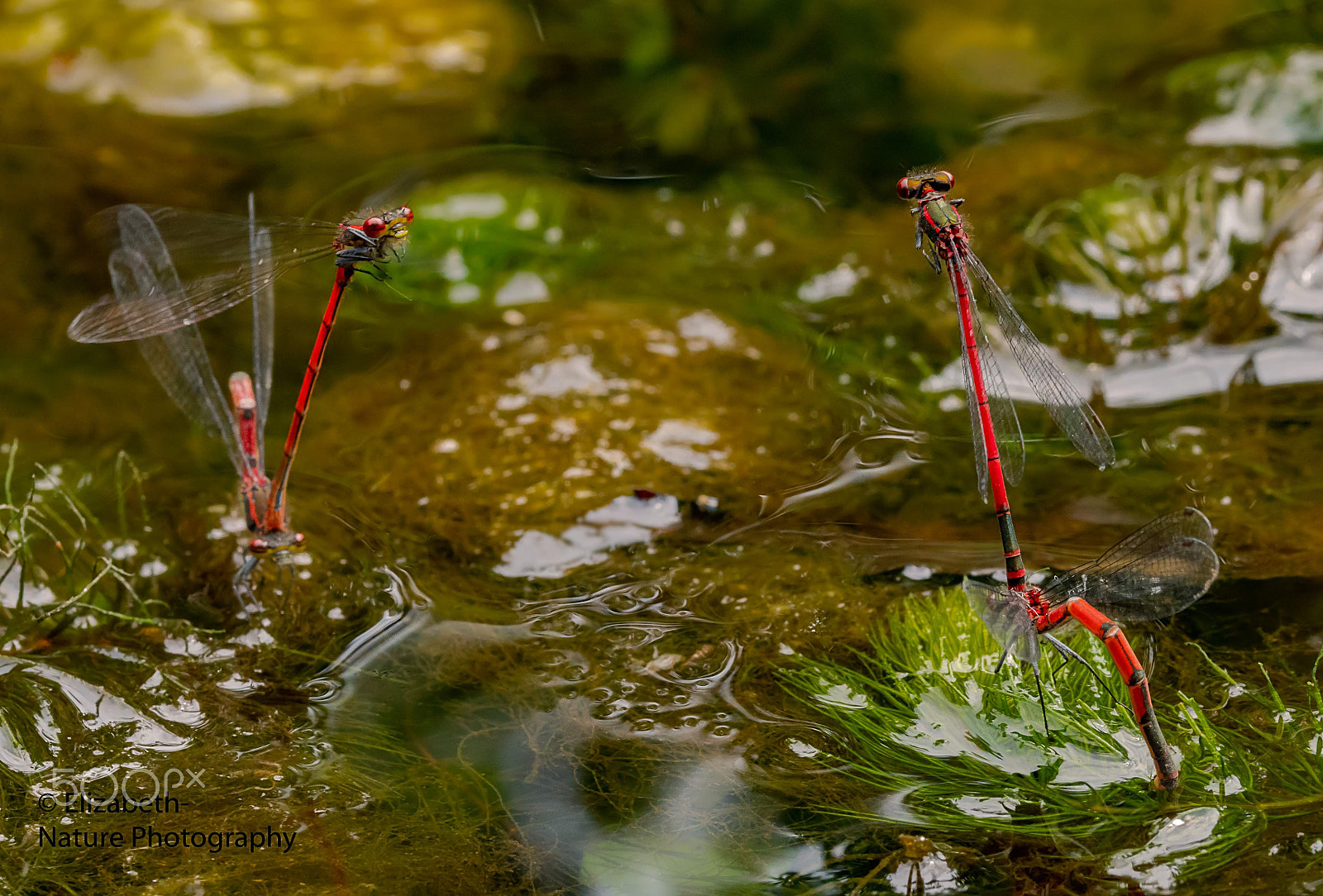 Nikon D500 + Sigma 105mm F2.8 EX DG OS HSM sample photo. Egg laying large red damselfly photography