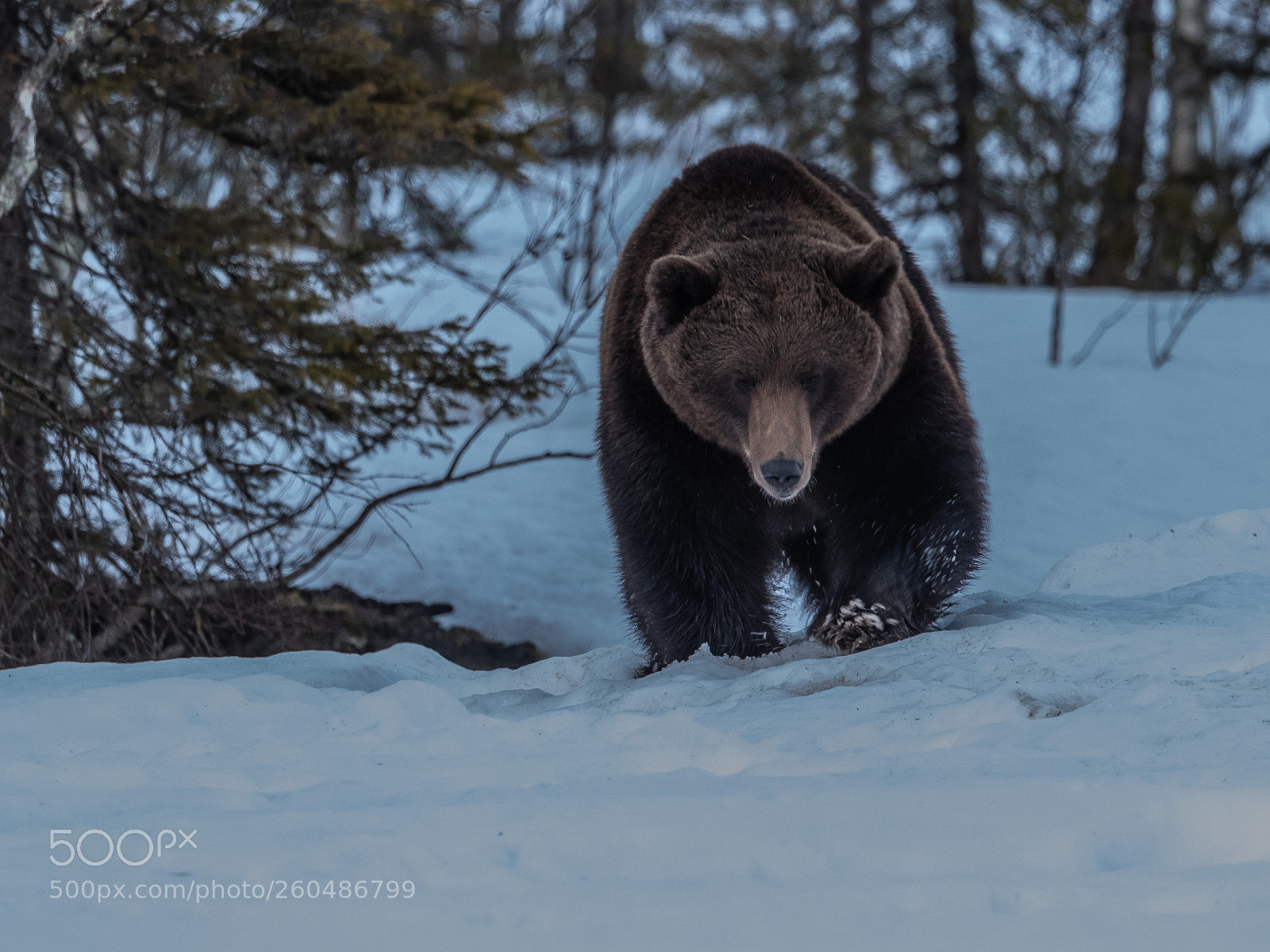 Canon EOS-1D X Mark II sample photo. Brown bear (ursus arctos) photography
