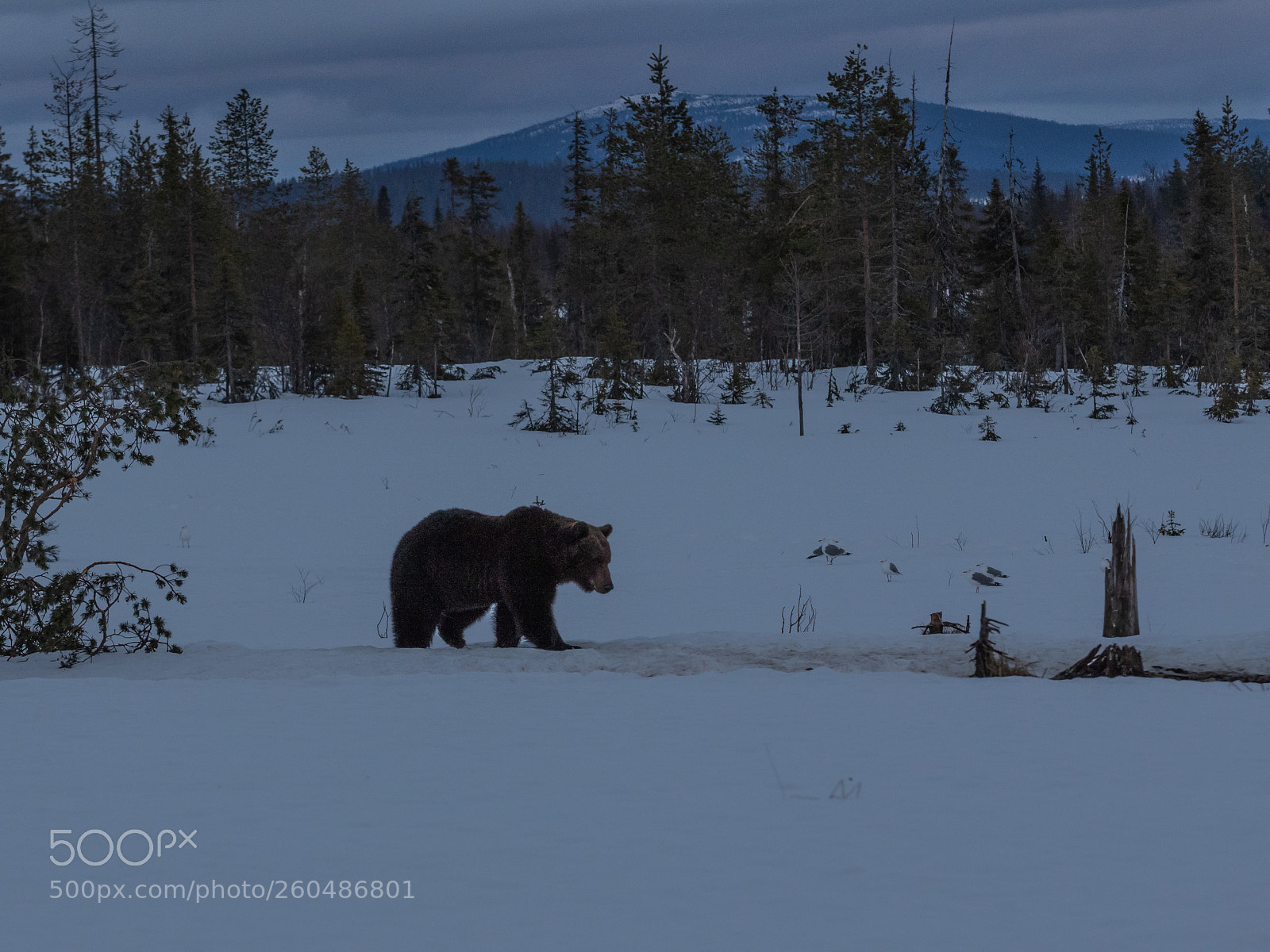 Canon EOS 7D Mark II sample photo. Brown bear (ursus arctos) photography