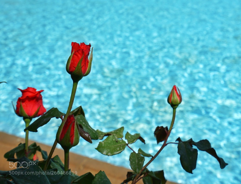 Sony a7 II sample photo. Roses photography