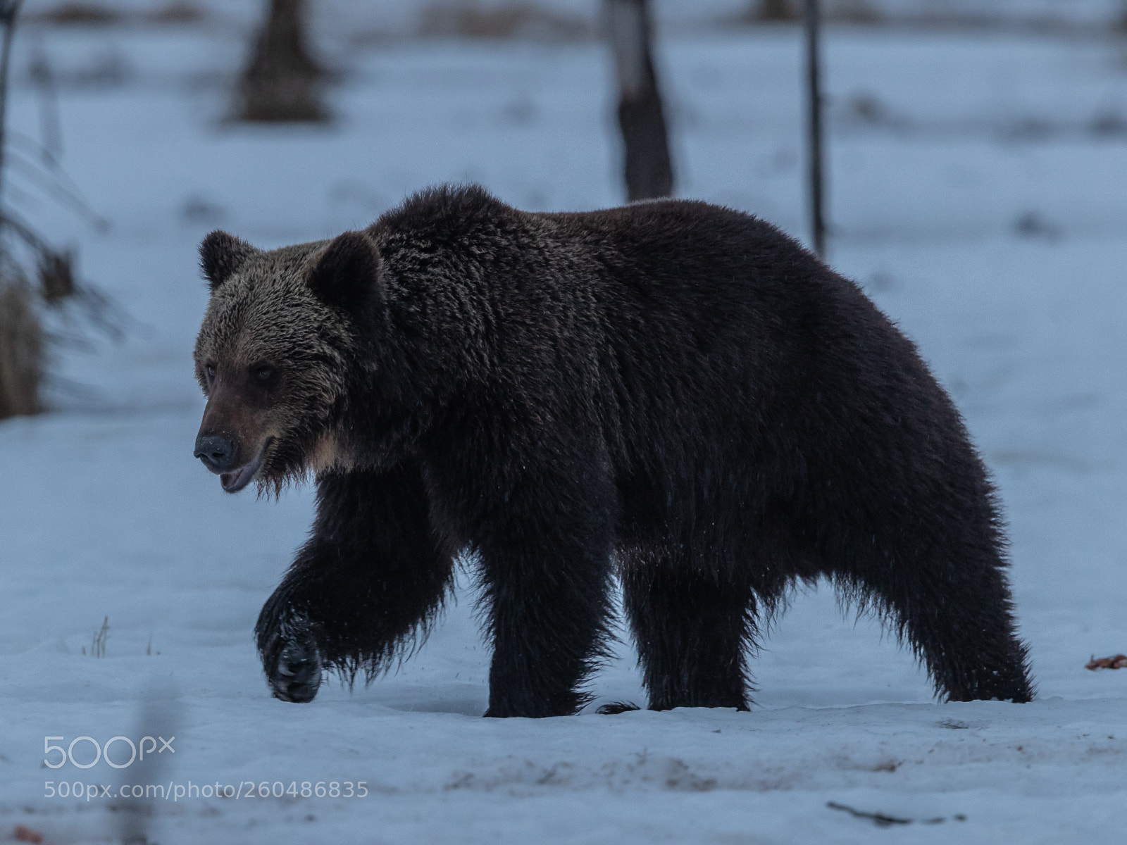 Canon EOS-1D X Mark II sample photo. Brown bear (ursus arctos) photography