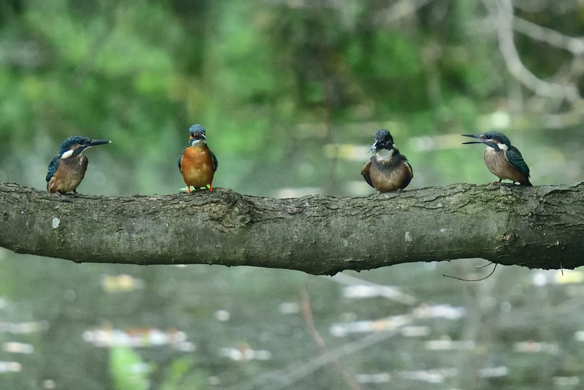 Nikon Nikkor AF-S 300mm F4E PF ED VR sample photo. Young kingfisher 雛翡翠 photography