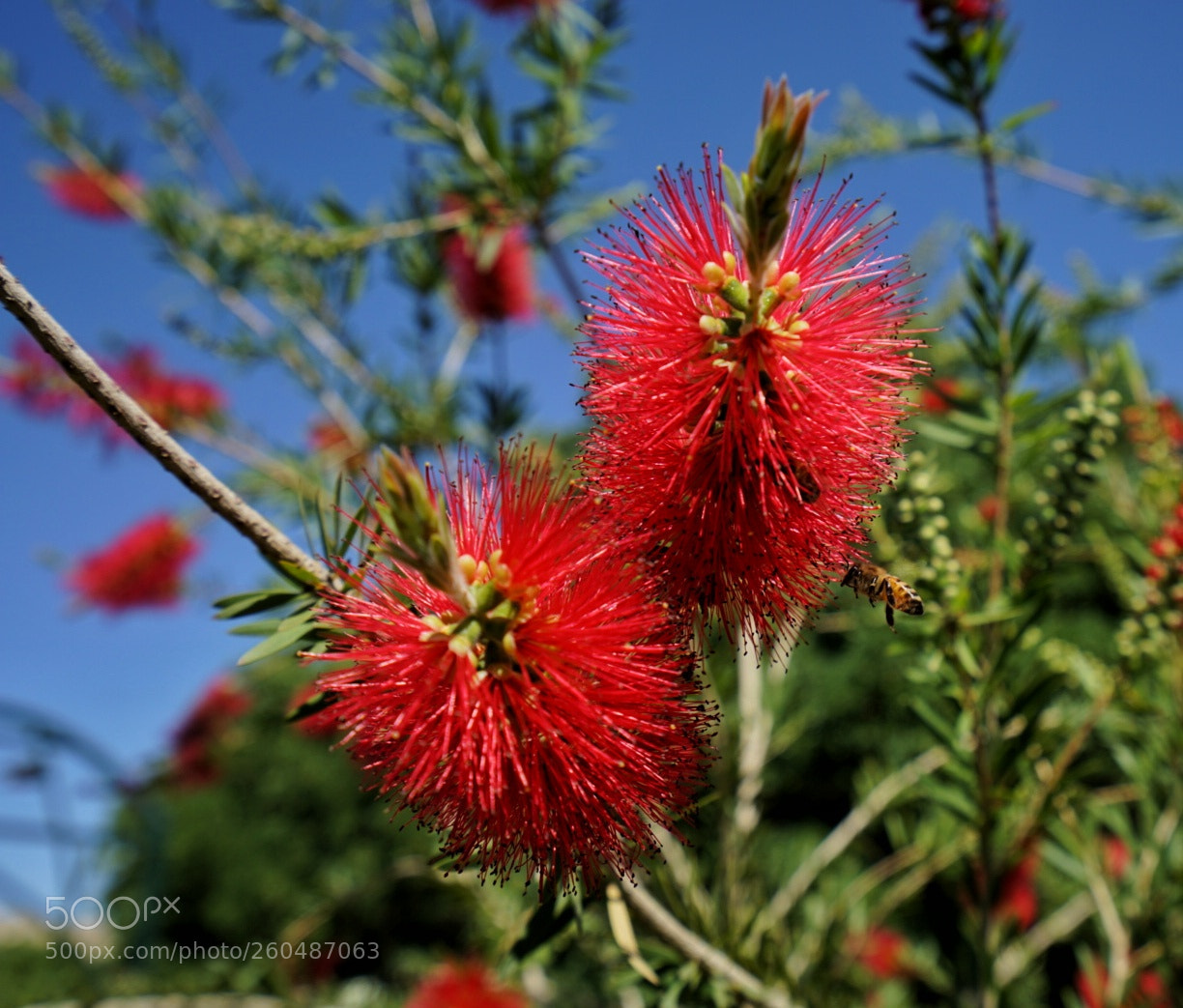 Sony a7 II sample photo. Flower photography