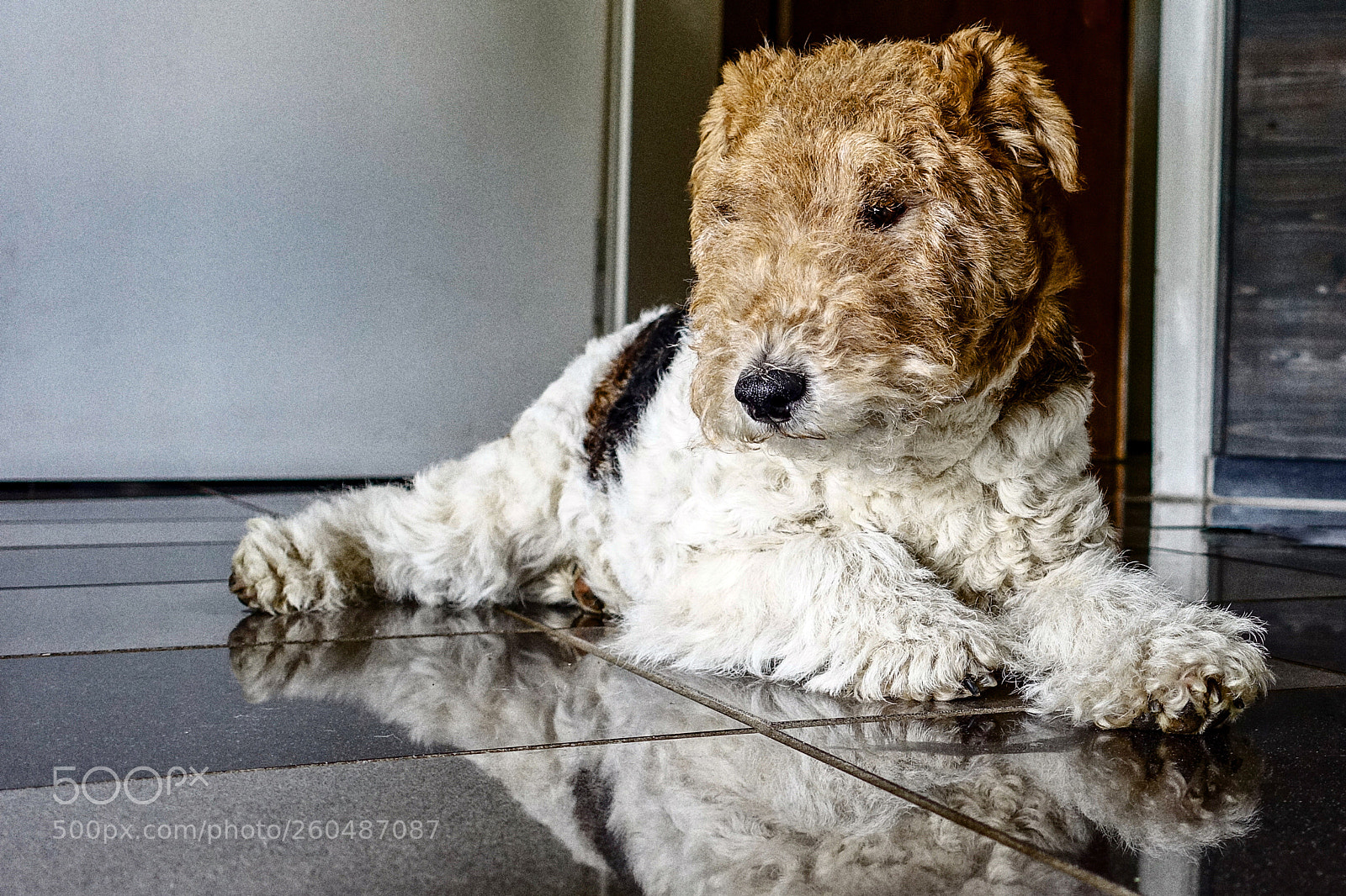 Sony Cyber-shot DSC-RX100 III sample photo. Flocki photography