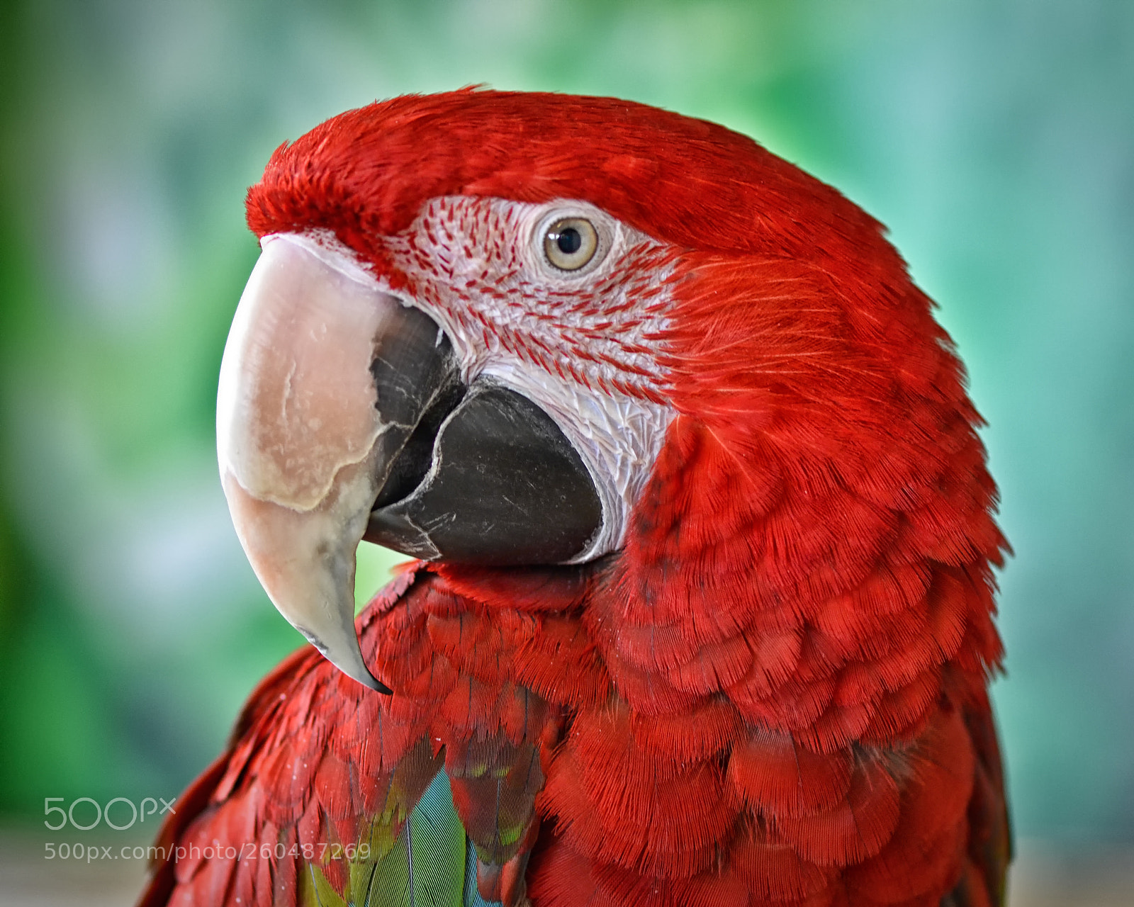 Nikon D3100 sample photo. Parrot photography