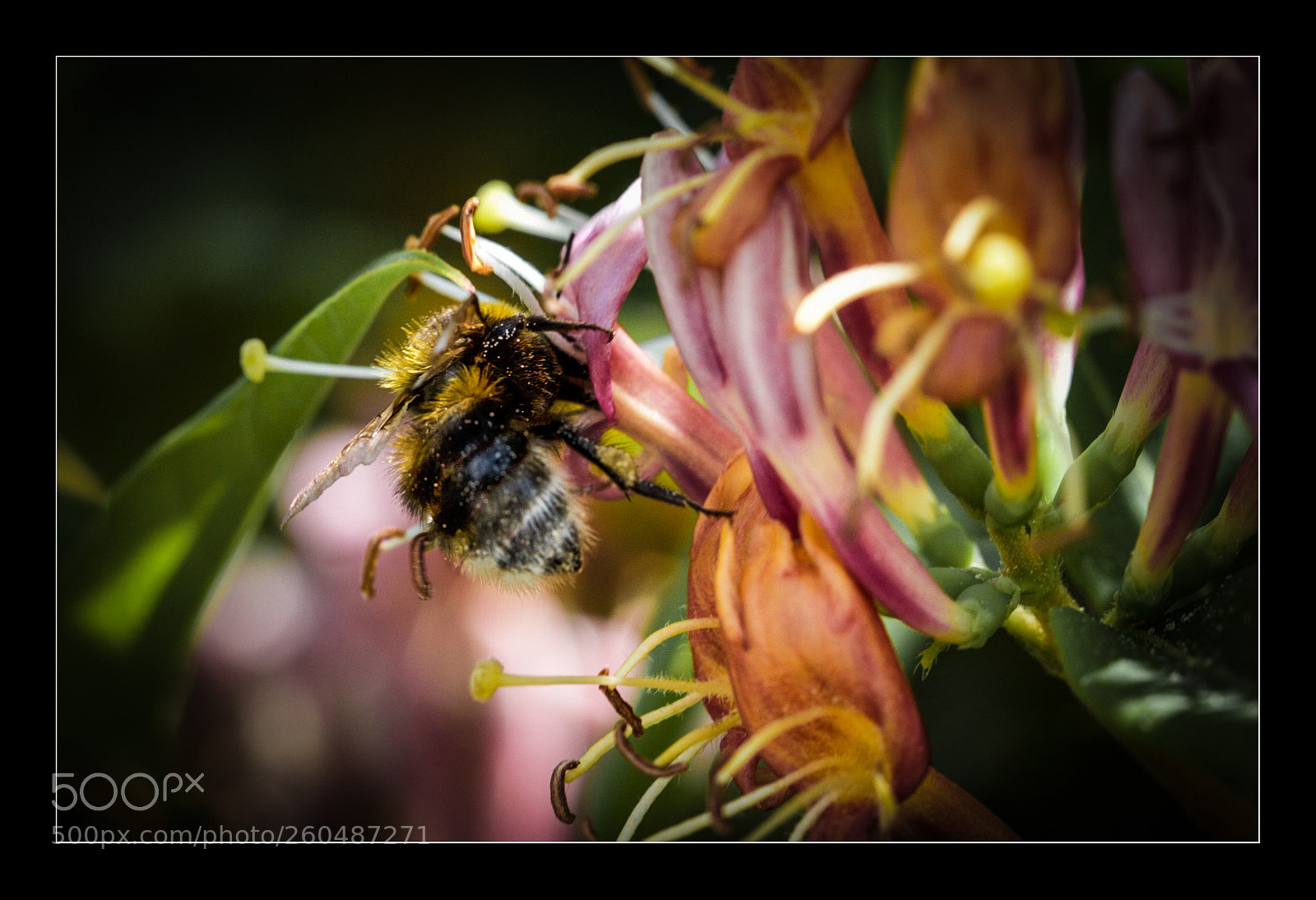 Canon EOS 7D sample photo. Hummel bei der arbeit. photography