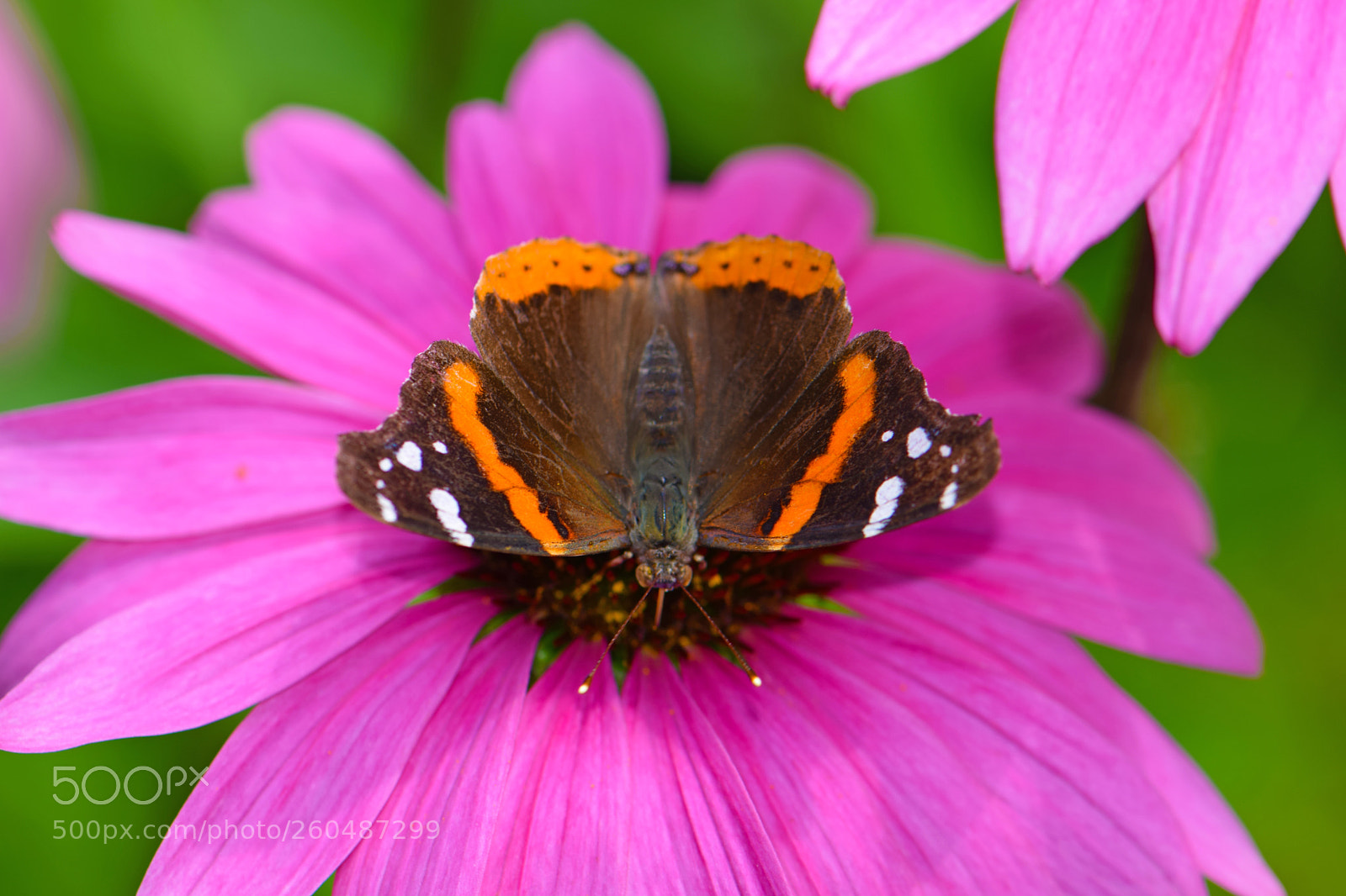 Nikon D5300 sample photo. Butterfly vibrant photography