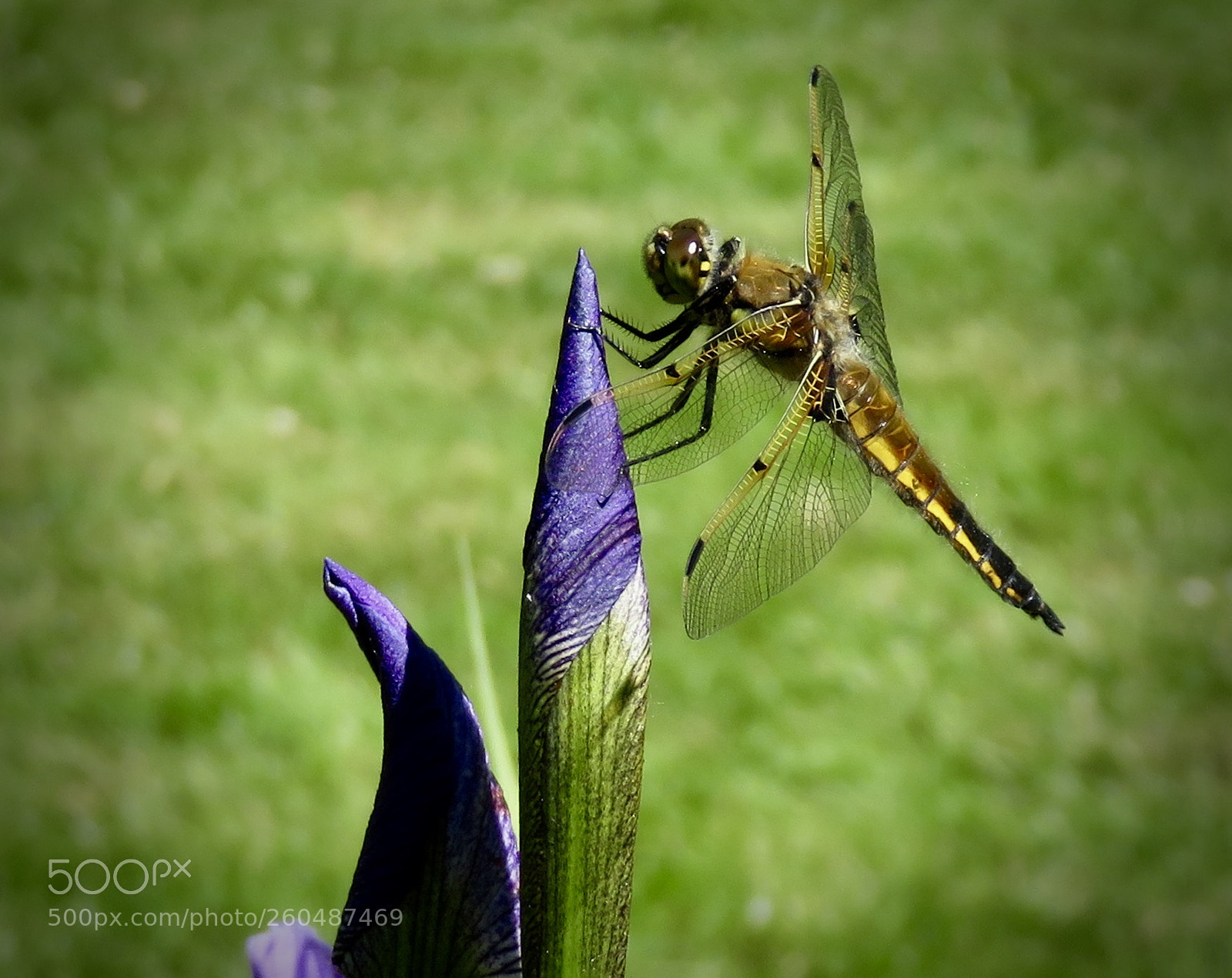 Canon PowerShot SX720 HS sample photo. Fullsizeoutput fd photography