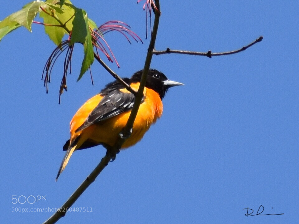 Nikon D3400 sample photo. Baltimore oriole 
- male  photography