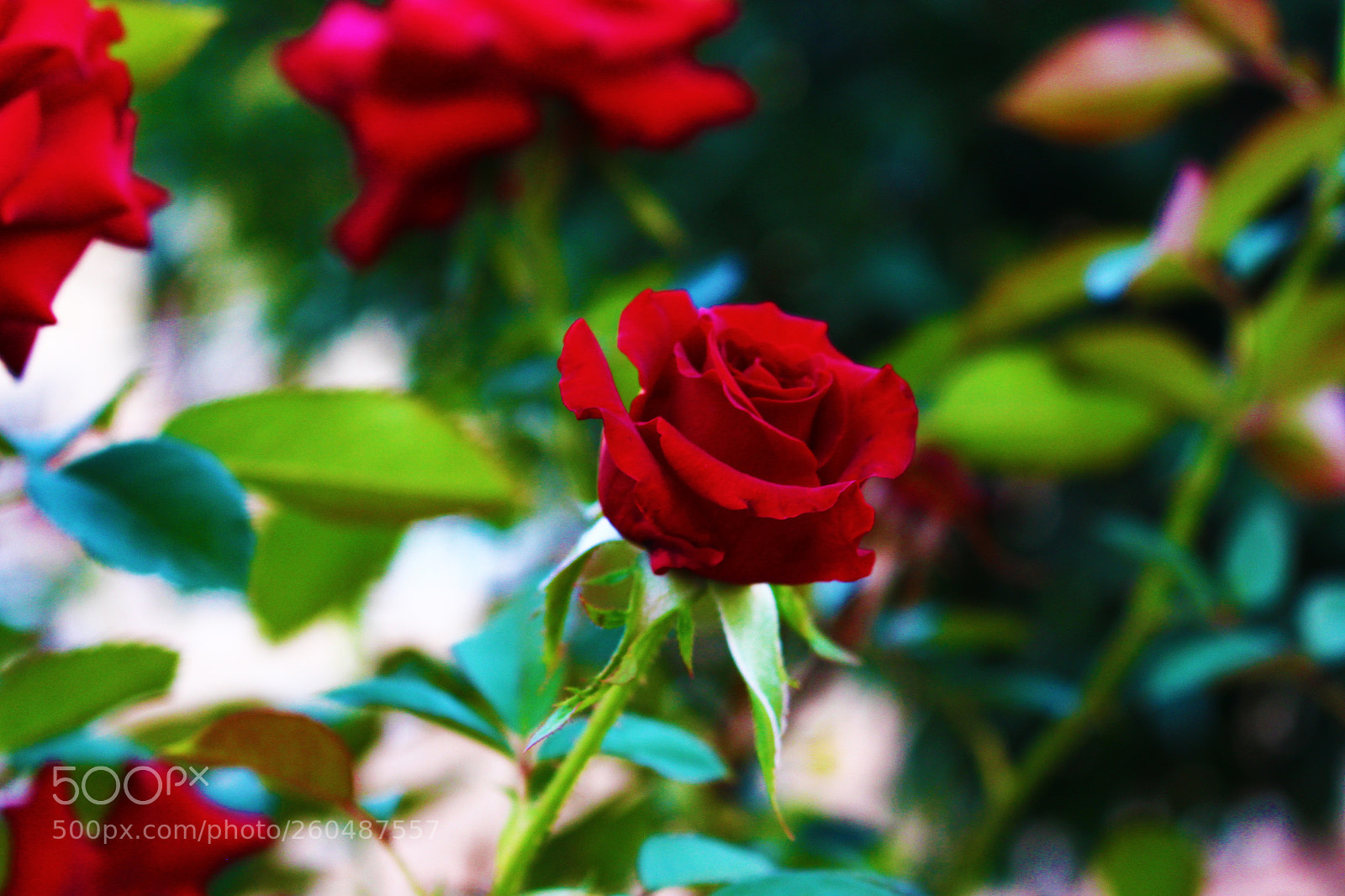 Canon EOS 700D (EOS Rebel T5i / EOS Kiss X7i) sample photo. Red rose photography