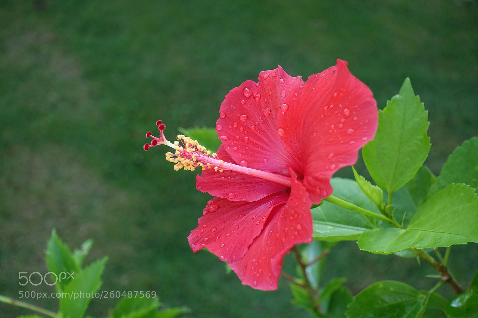 Sony Cyber-shot DSC-RX100 III sample photo. Red hibiscus photography