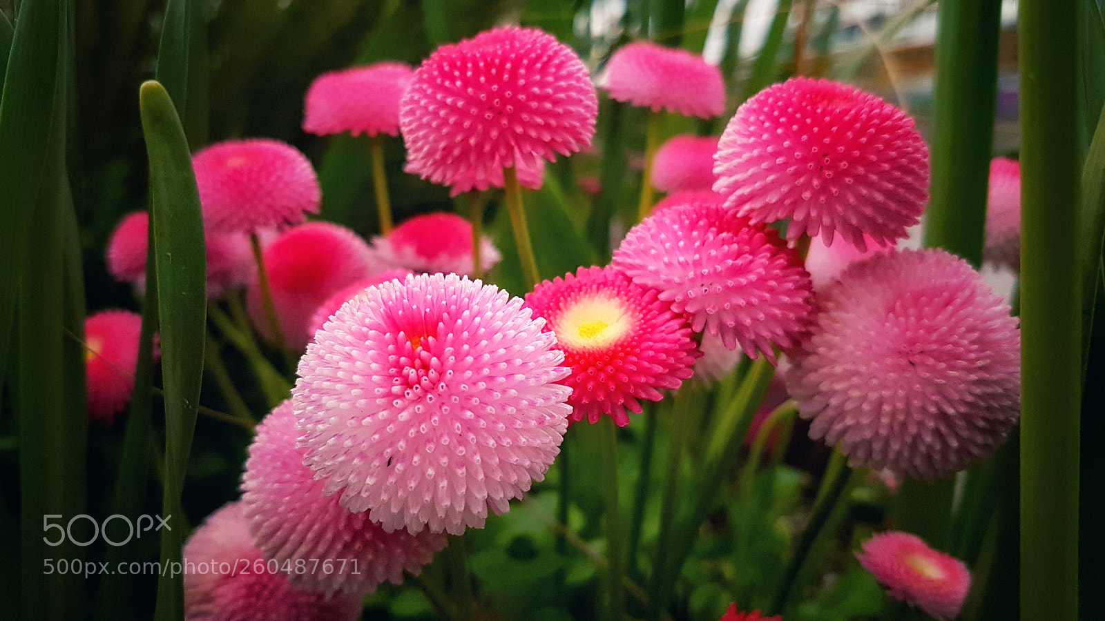 Samsung Galaxy S7 Edge sample photo. Hiding pink photography