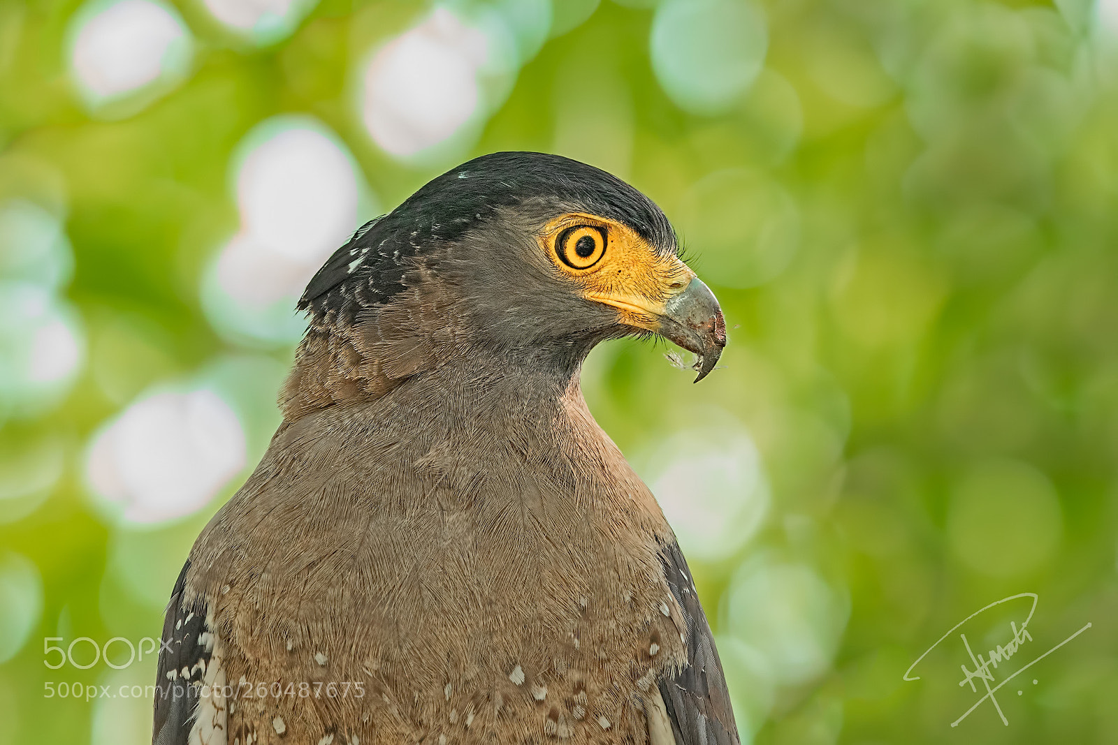 Canon EOS 5D Mark IV sample photo. Crested serpent eagle photography