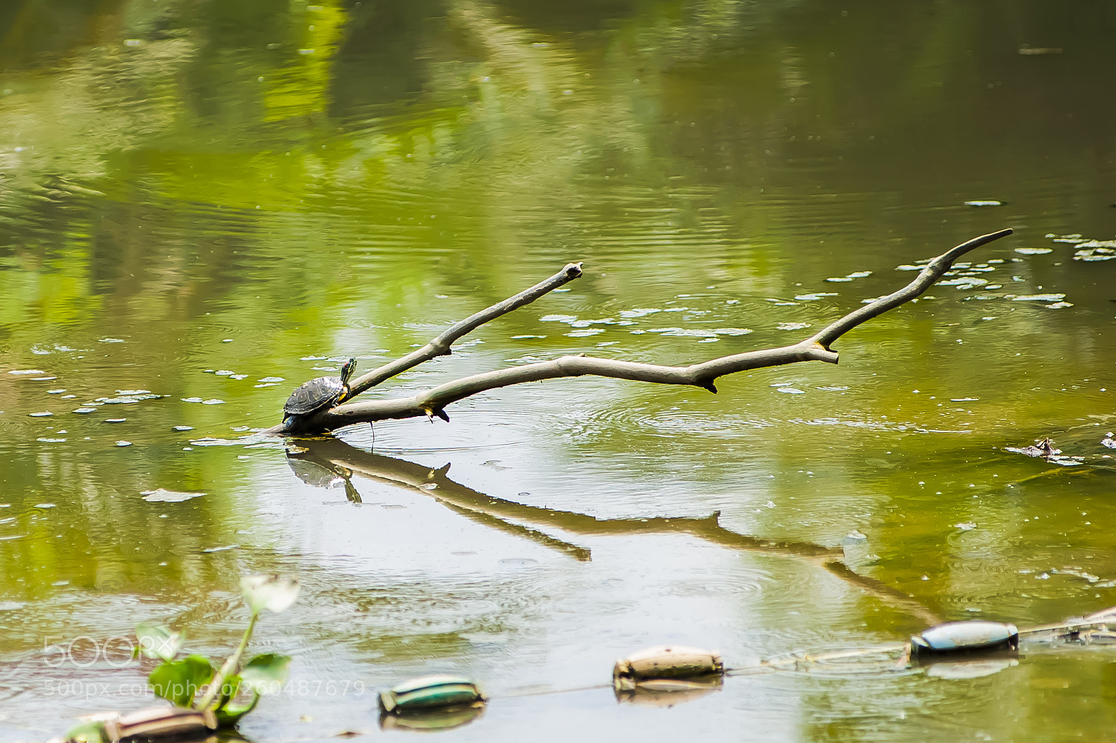 Nikon D700 sample photo. Nature photography