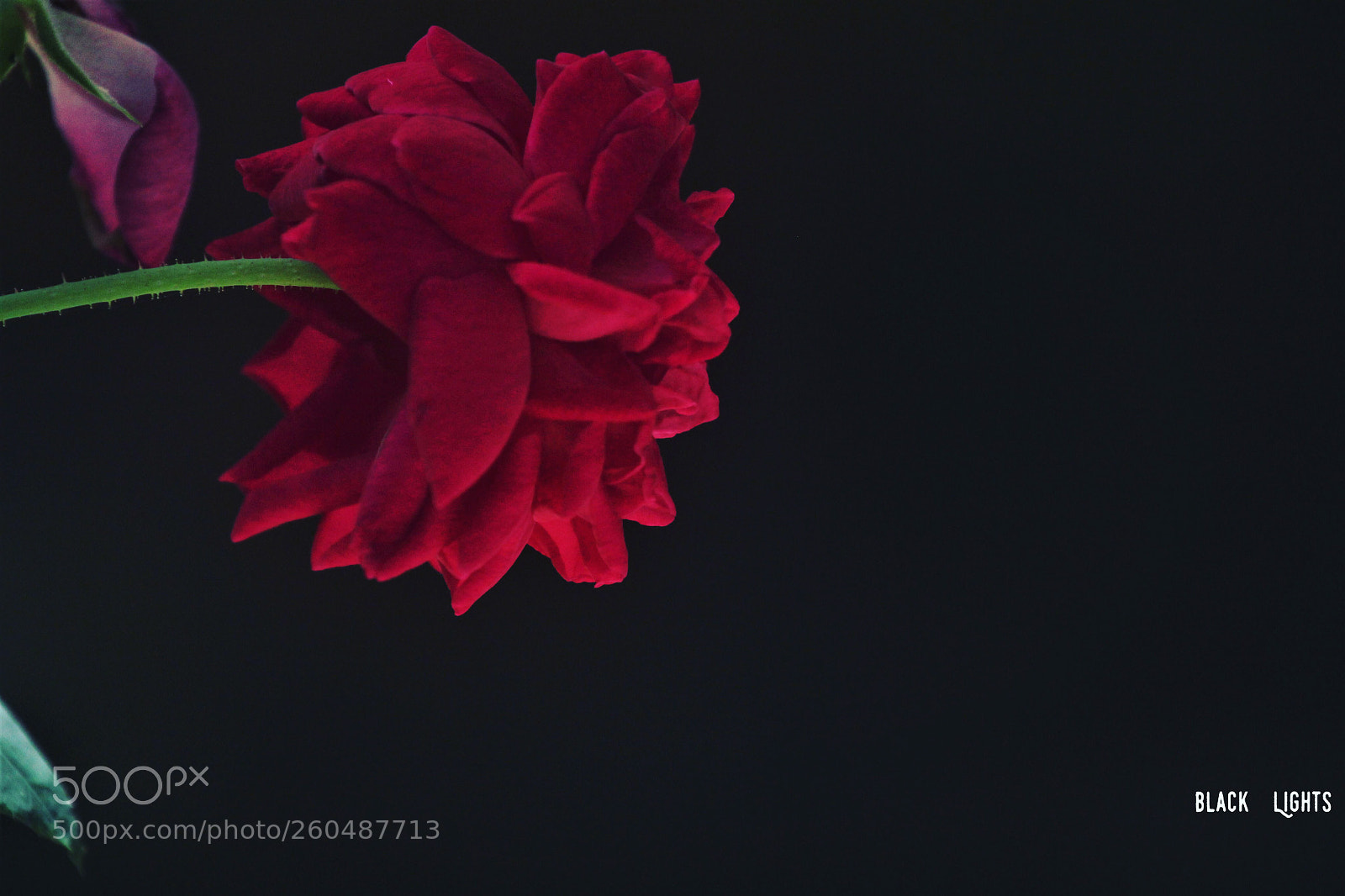 Canon EOS 550D (EOS Rebel T2i / EOS Kiss X4) sample photo. Roses
 photography