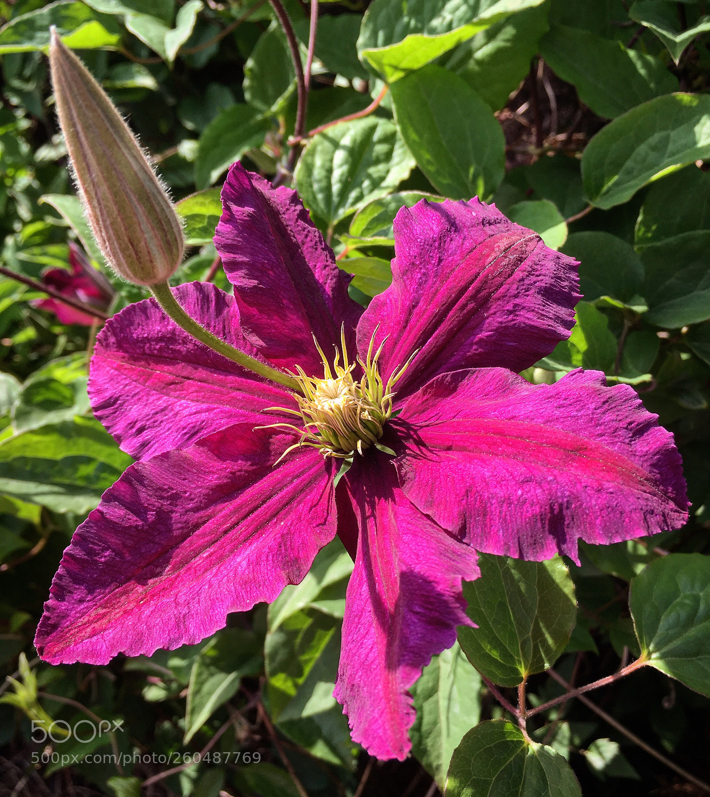 Apple iPhone SE sample photo. Flower photography