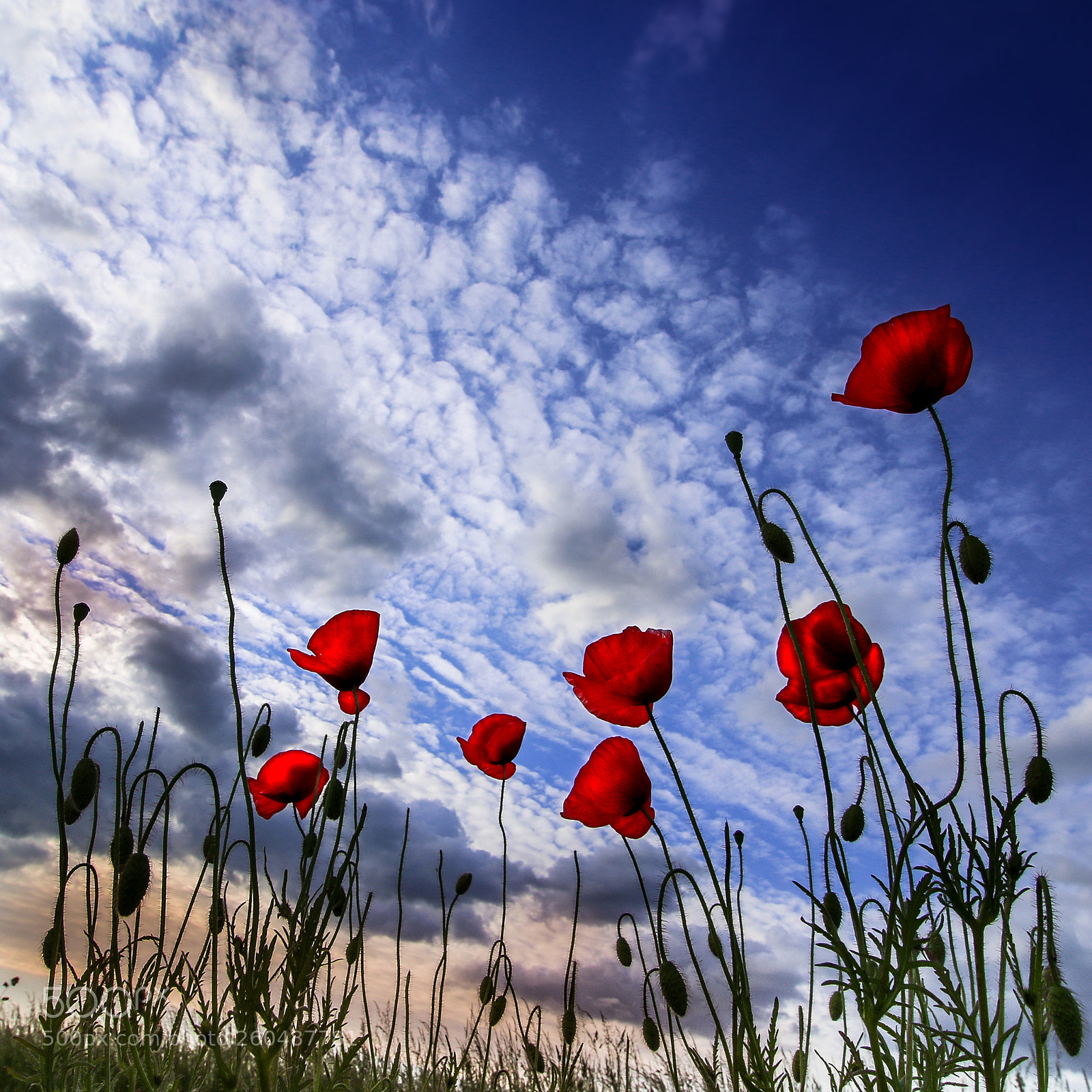 Canon EOS 70D sample photo. View to the sky photography