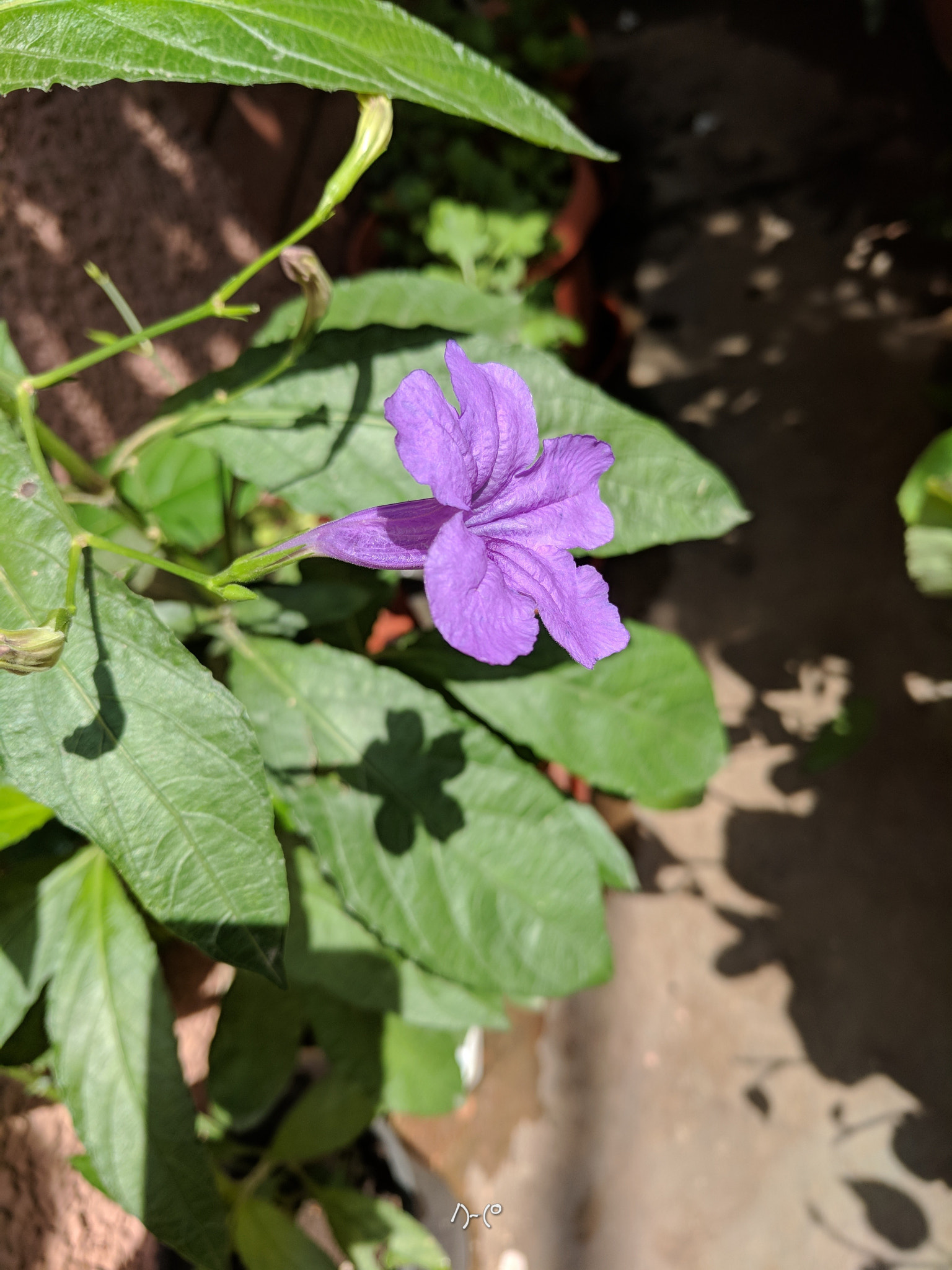 Google Pixel XL sample photo. Purple 'ruellia simplex' photography
