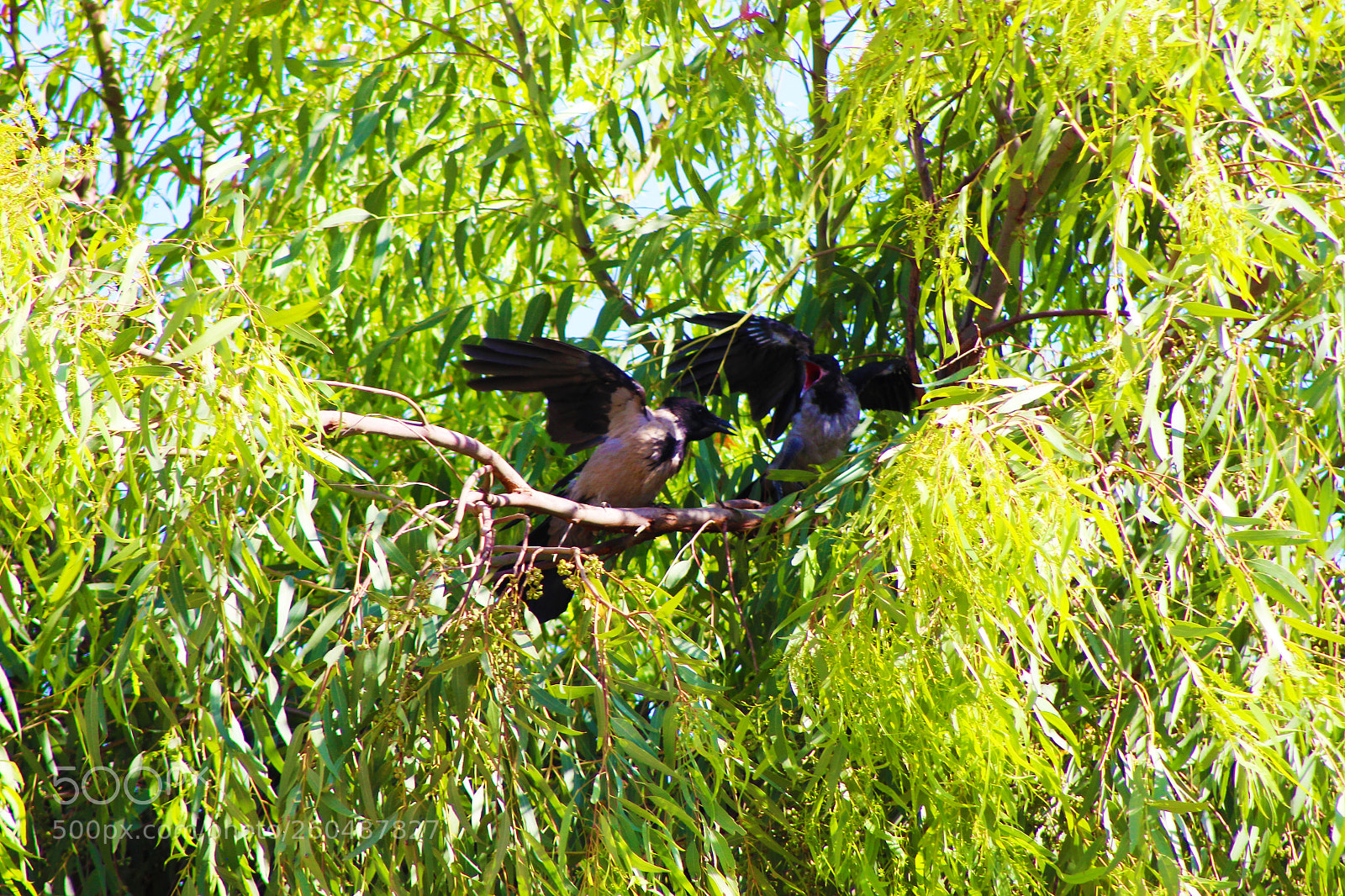 Canon EOS 700D (EOS Rebel T5i / EOS Kiss X7i) sample photo. Two western birds fight photography