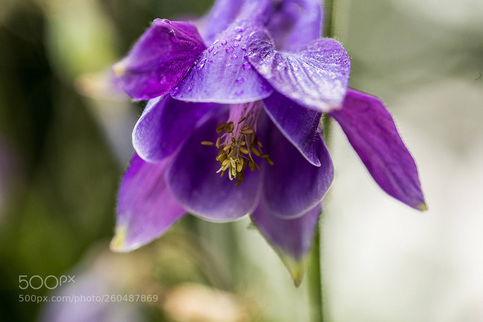 Canon EOS 5D Mark IV sample photo. Columbine photography