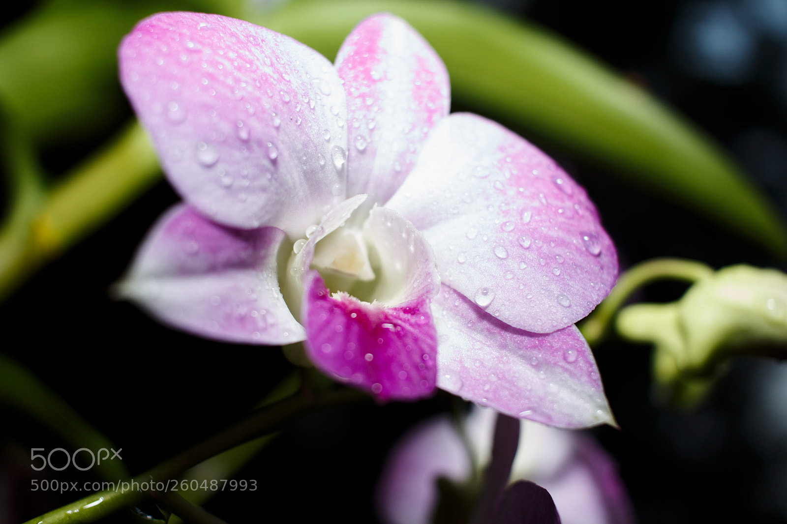 Canon EOS 700D (EOS Rebel T5i / EOS Kiss X7i) sample photo. Another orchid shot photography