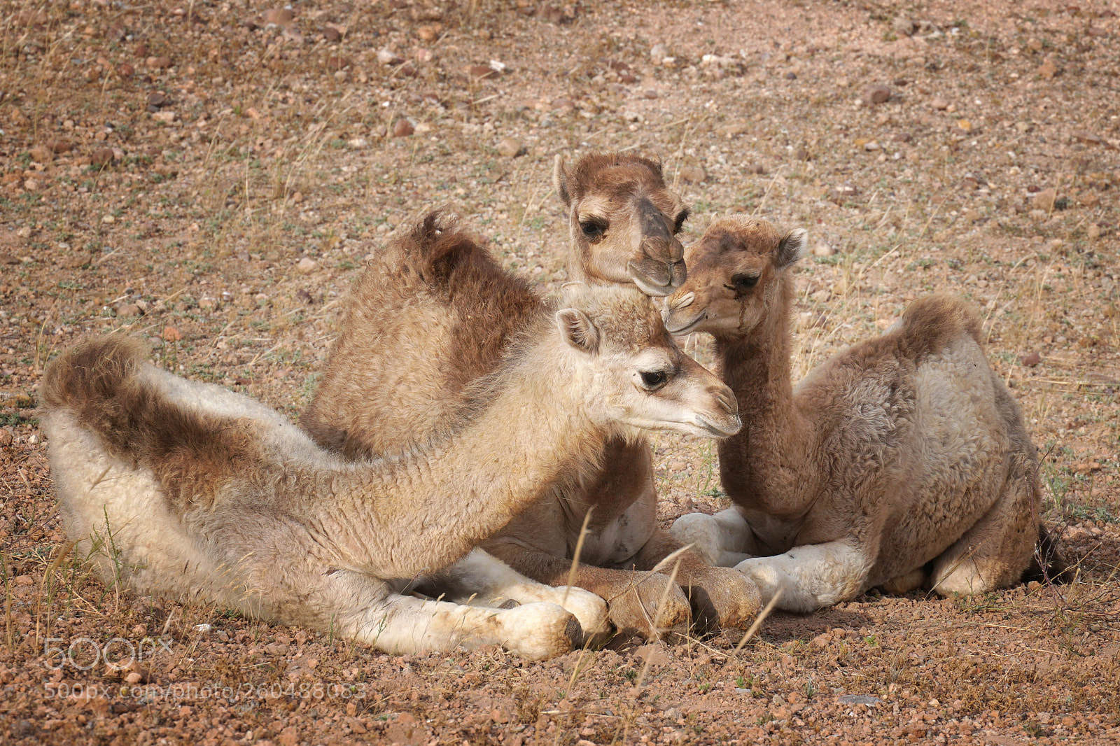 Sony a6500 sample photo. Young camels photography