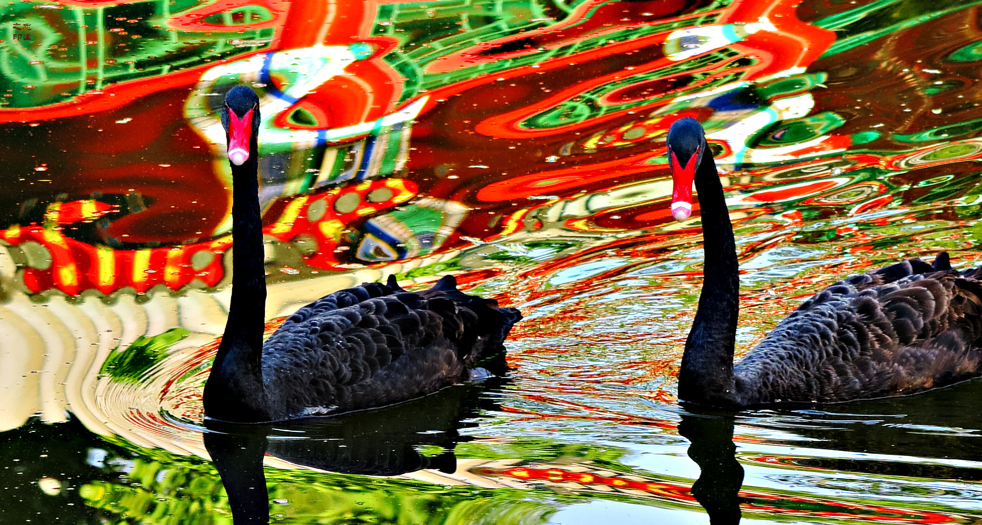 Canon PowerShot G1 X Mark II sample photo. Black swans near my home photography