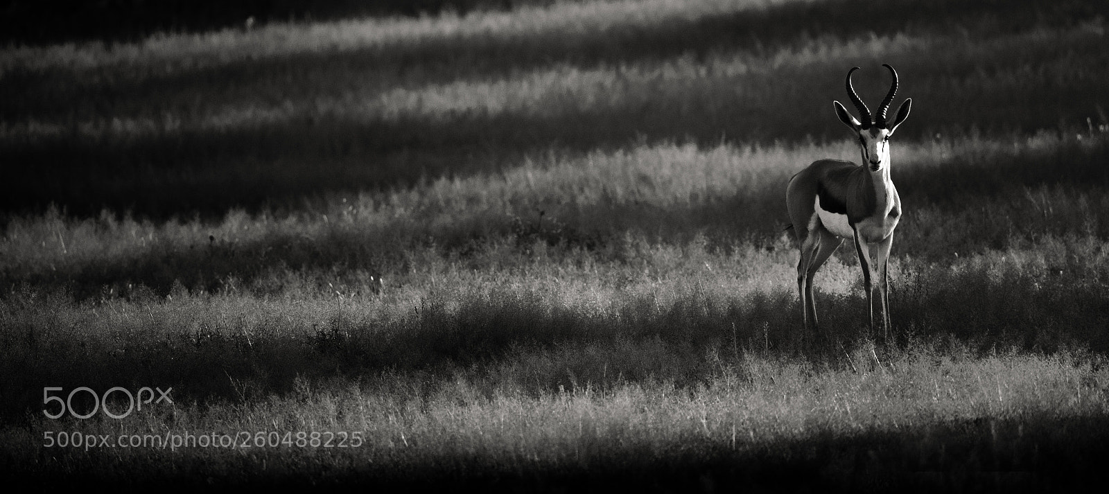 Canon EOS-1D X Mark II sample photo. Incident photography