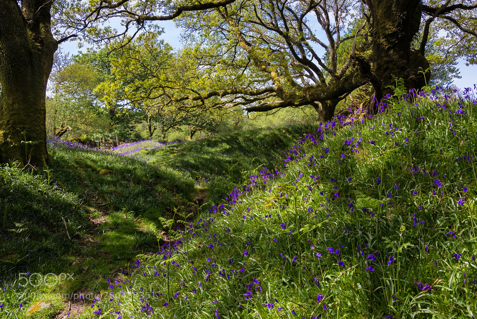 Nikon D610 sample photo. Banks of bluebells in photography