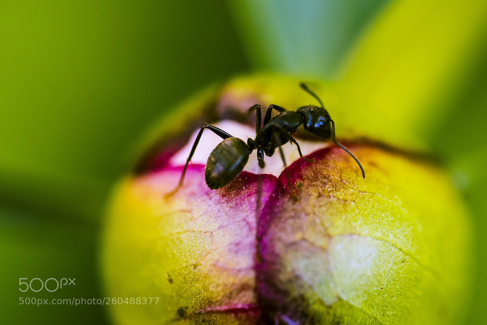 Canon EOS 6D sample photo. Peony ant dance photography