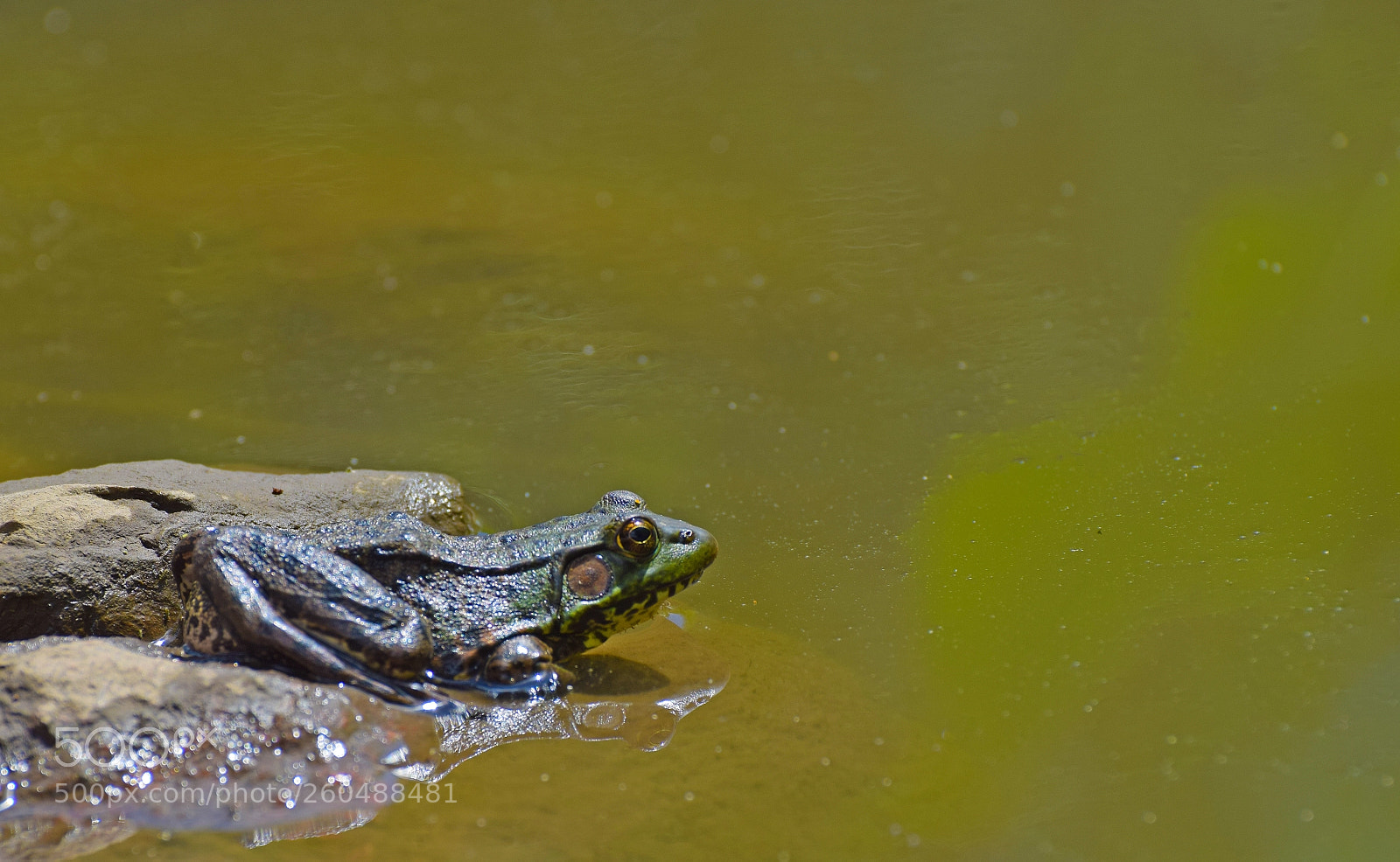 Nikon D5300 sample photo. Frog by pond photography