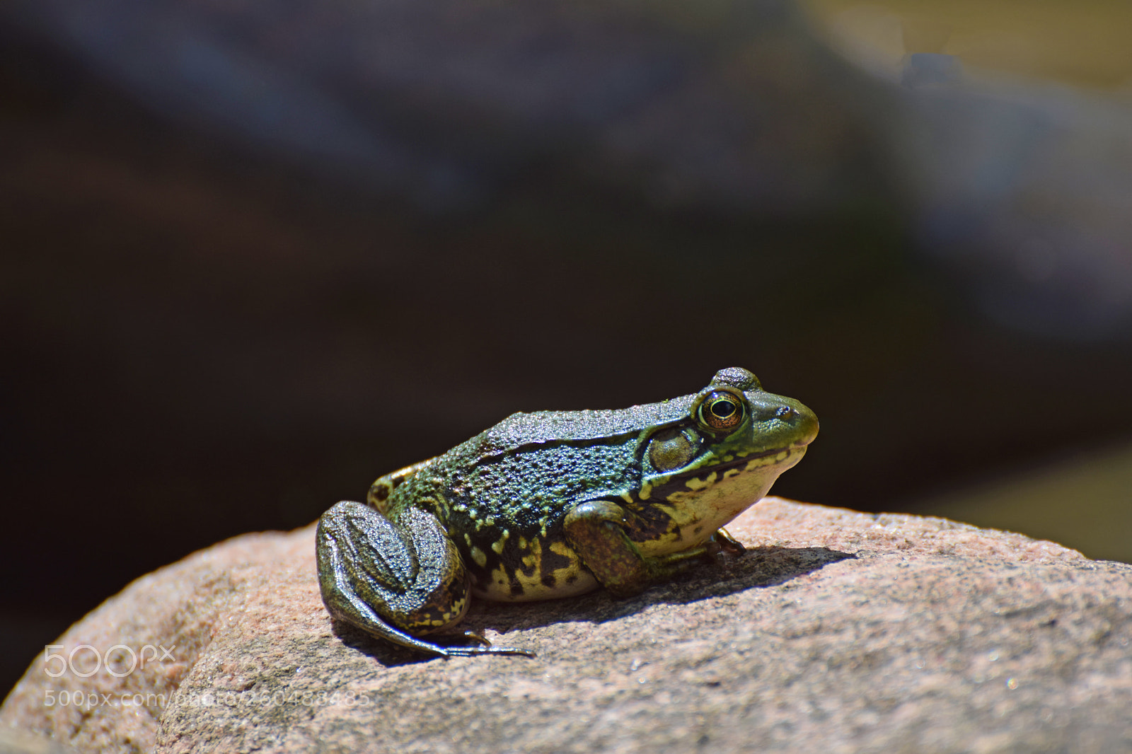 Nikon D5300 sample photo. Frog on rock photography