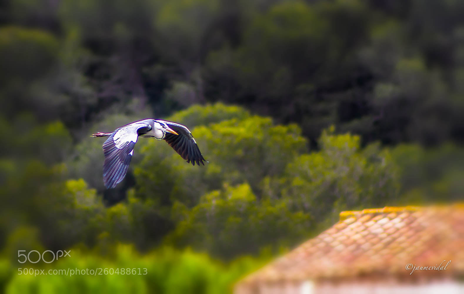 Canon EOS 7D sample photo. Vuelo de garza real photography